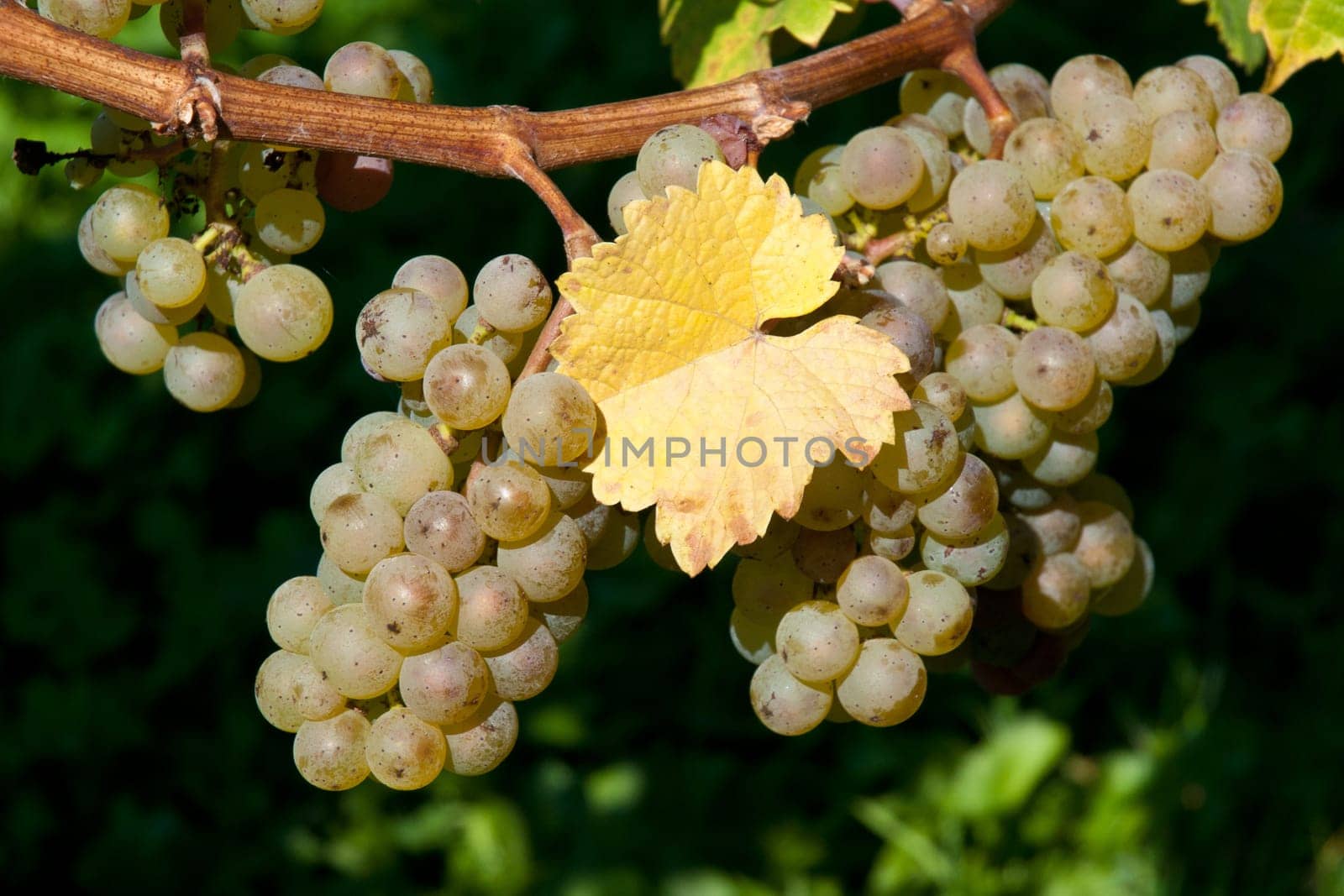 Grapes from Riesling
