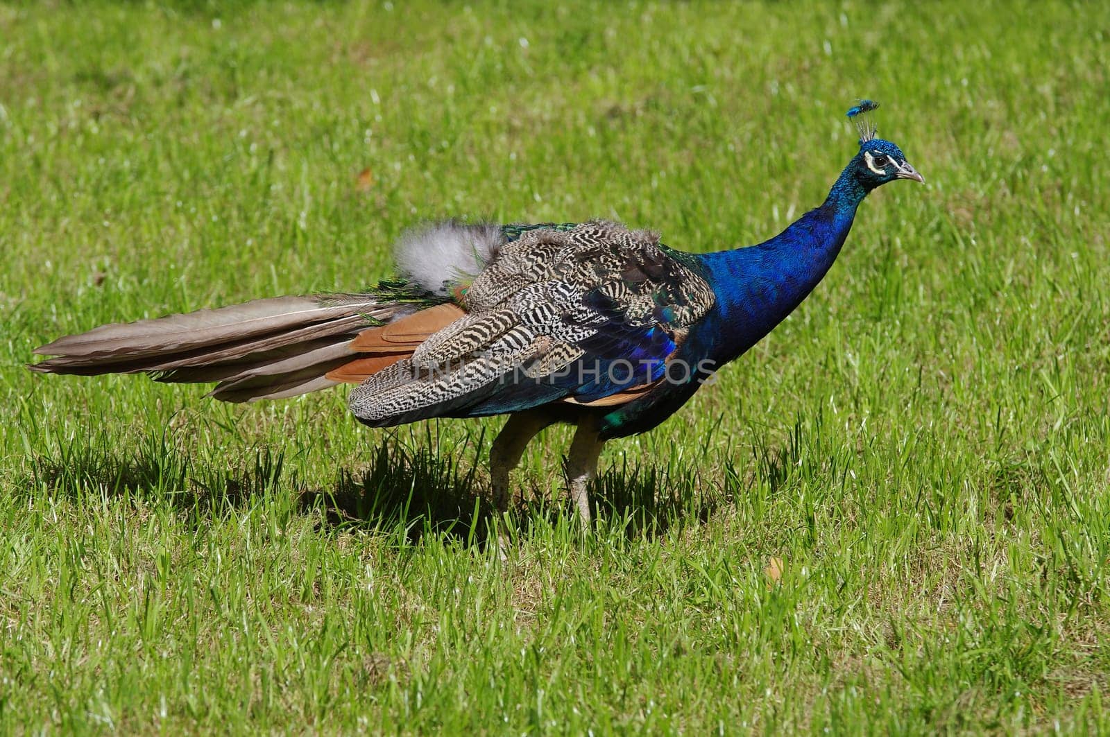 Blue Peacock,Pavo cristatus