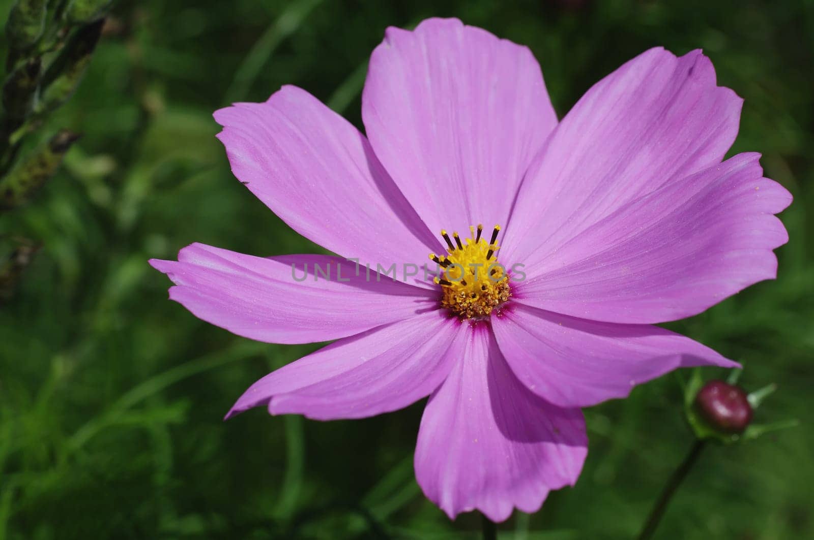 Cosmea,Cosmos bipinnatus,jewelry basket