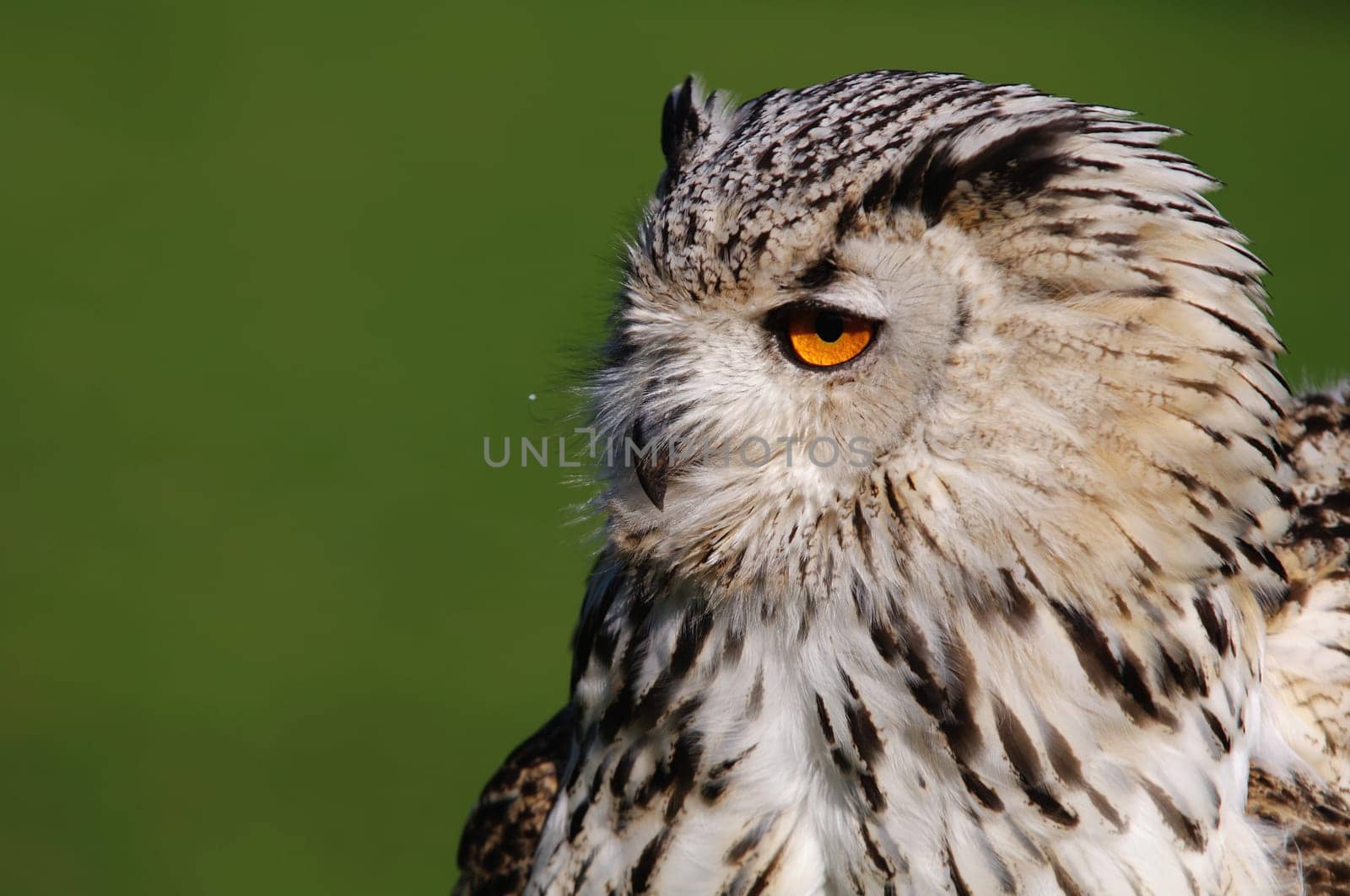 Bubo Bubo Sibiricus,Siberian Eagle Owl