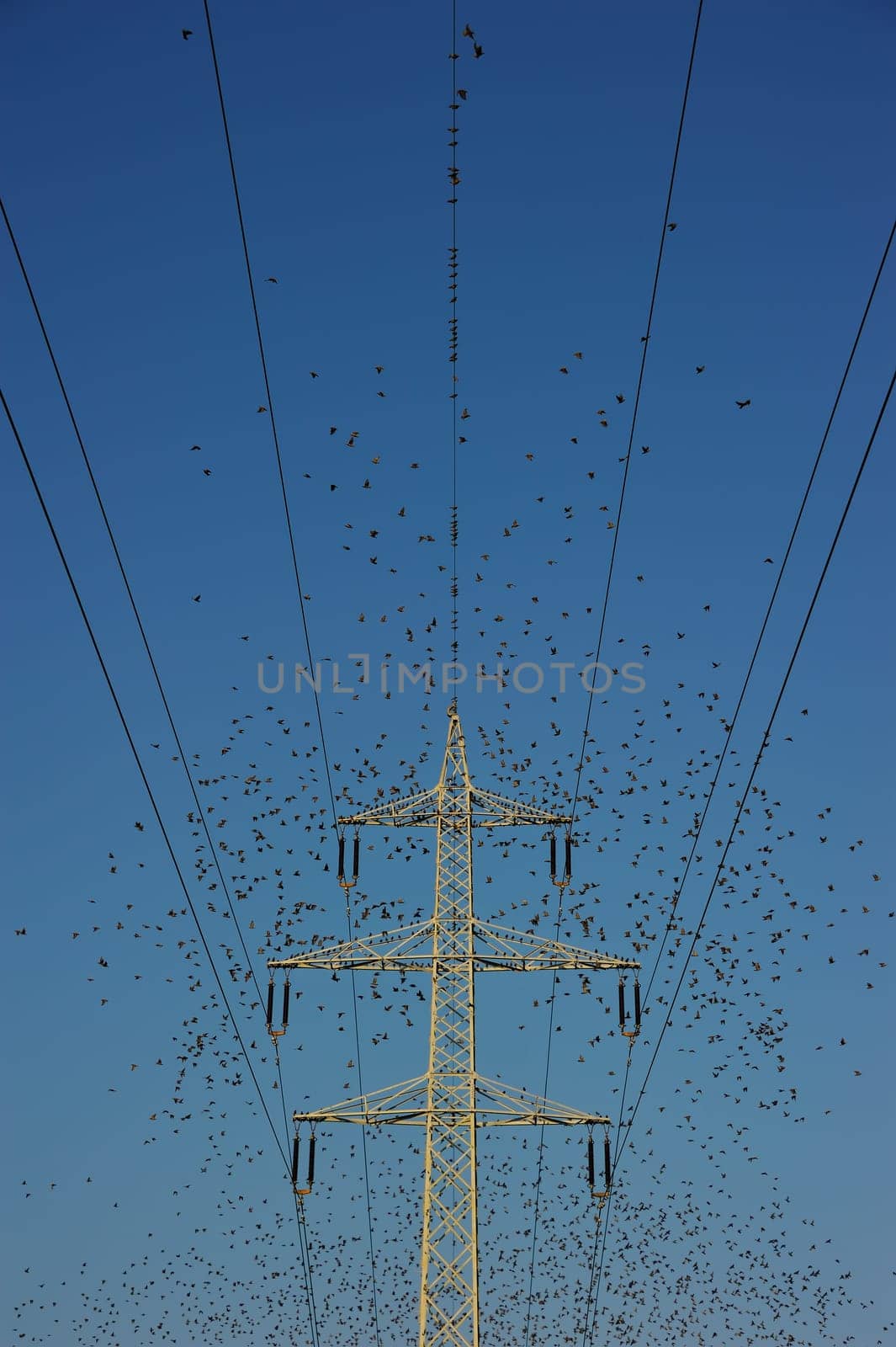 STARmast