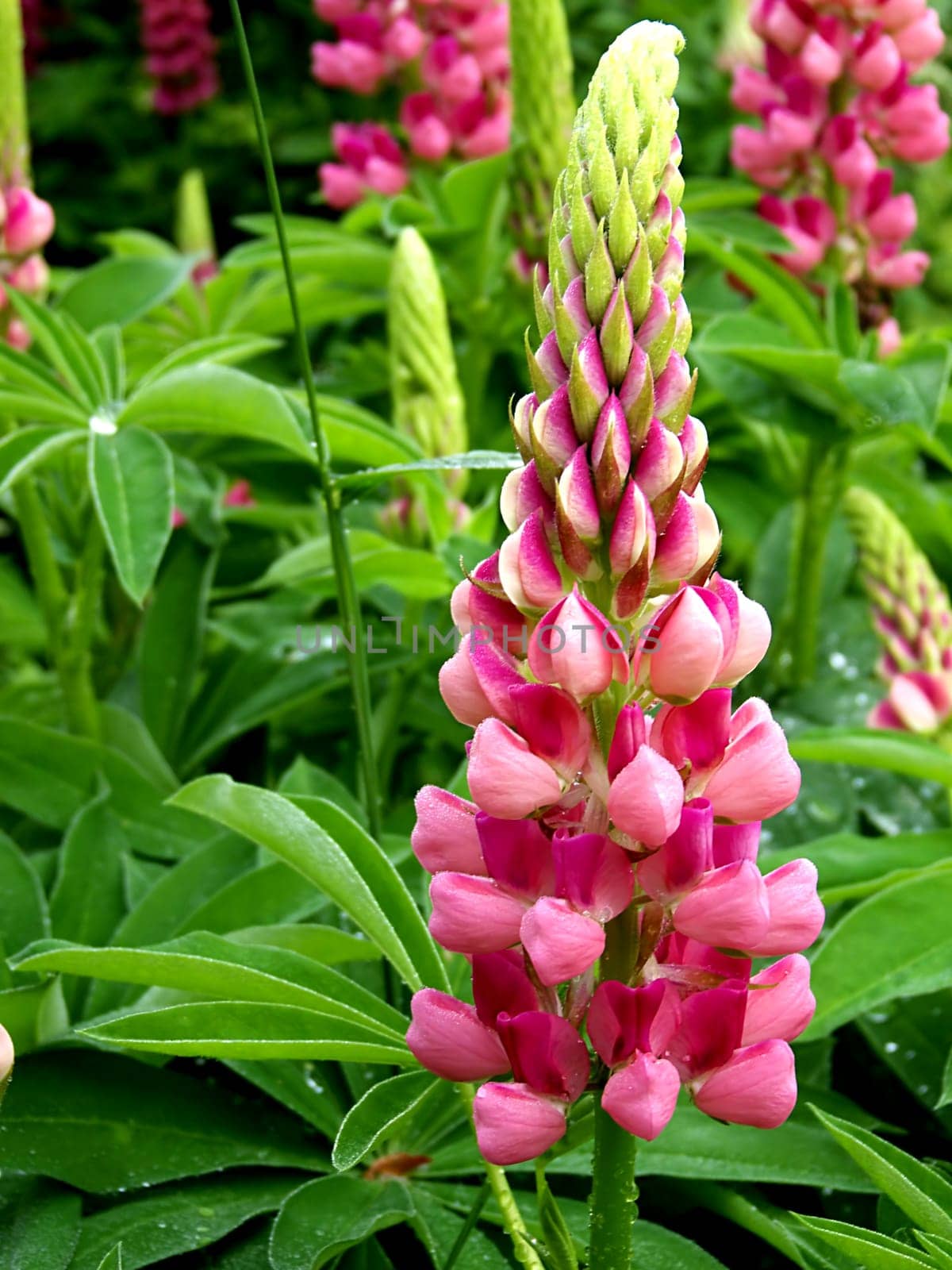 Pink Lupine