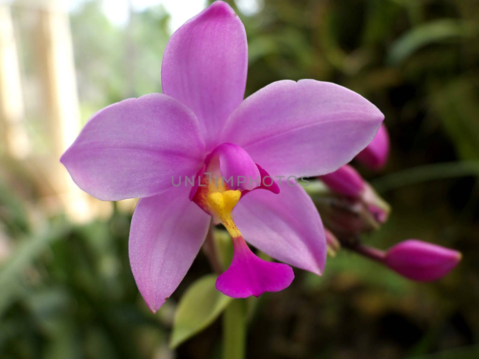 Purple Orchid