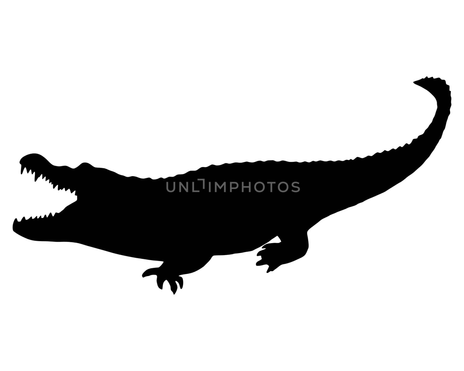 Alligator