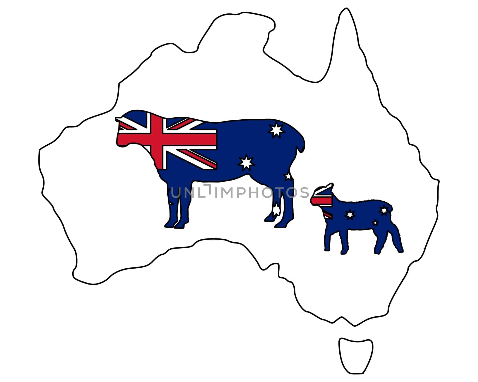 Australian Sheep