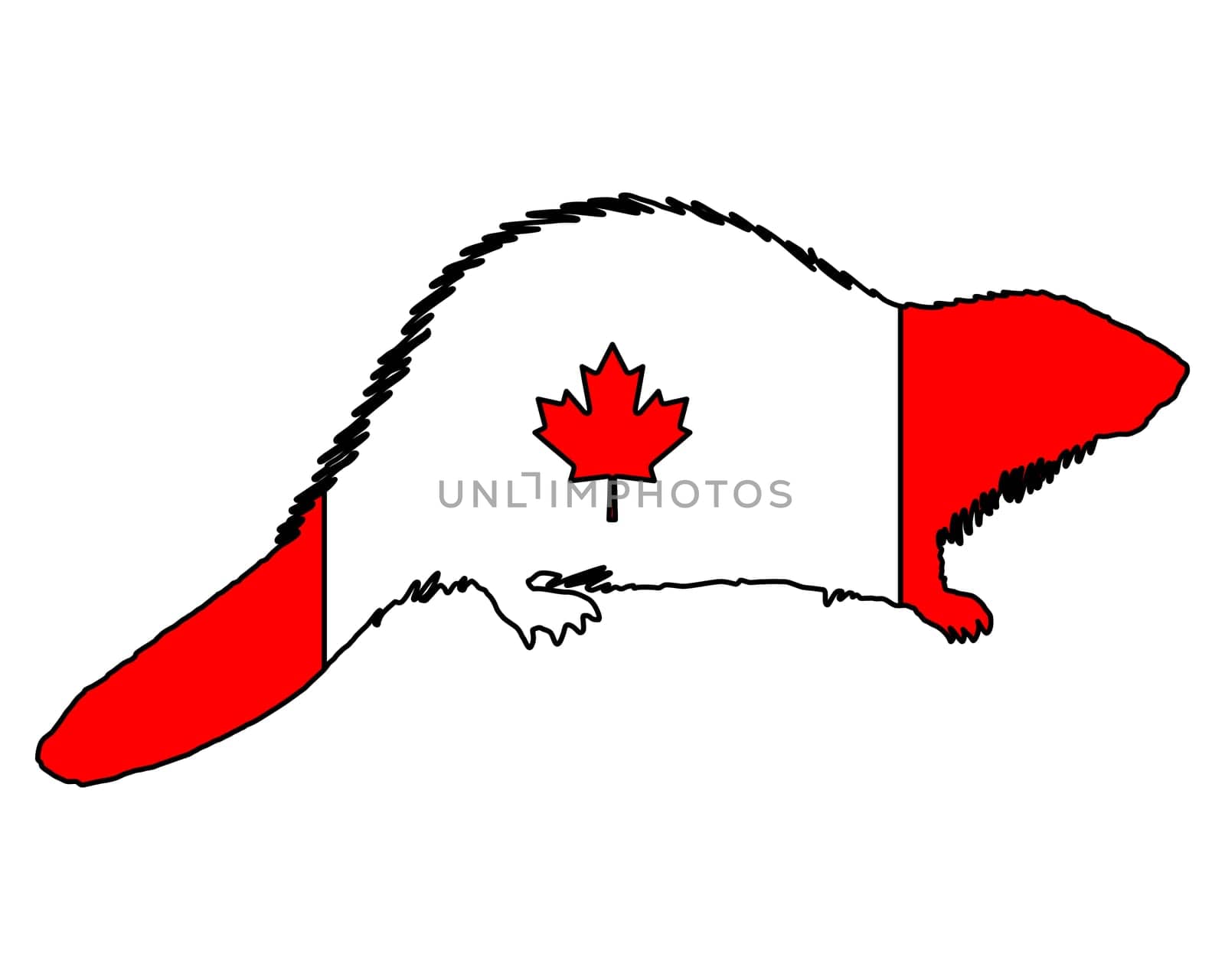 Canadian Beaver