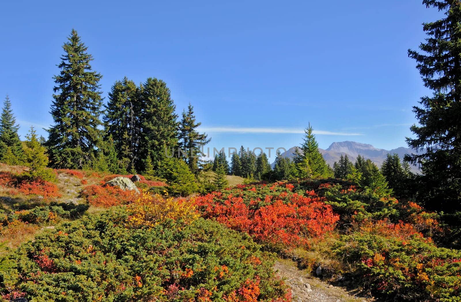 Mountain Autumn