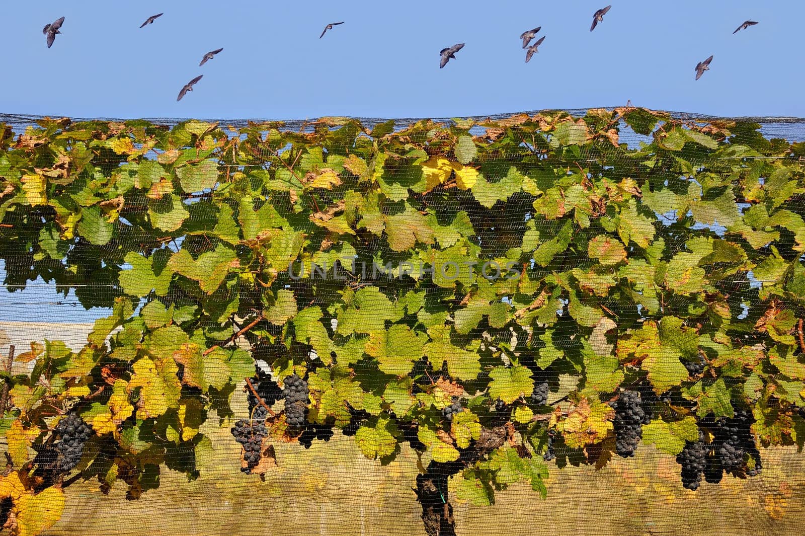 The Winegrower's Sorrow