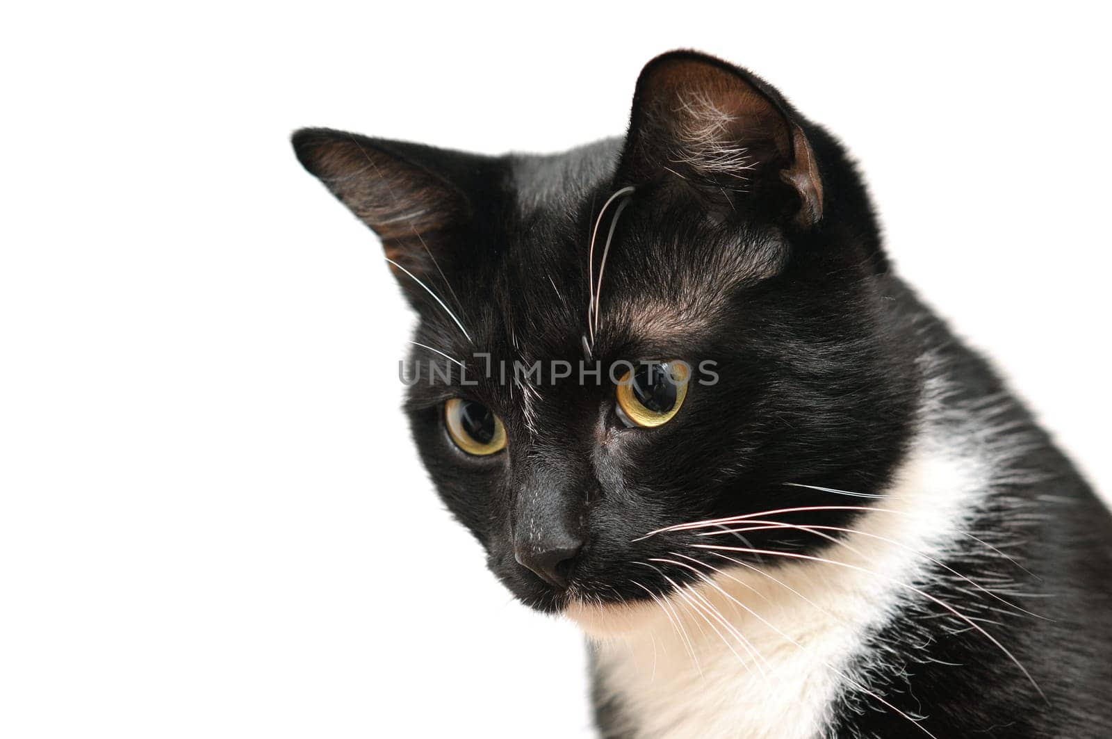 Young tomcat