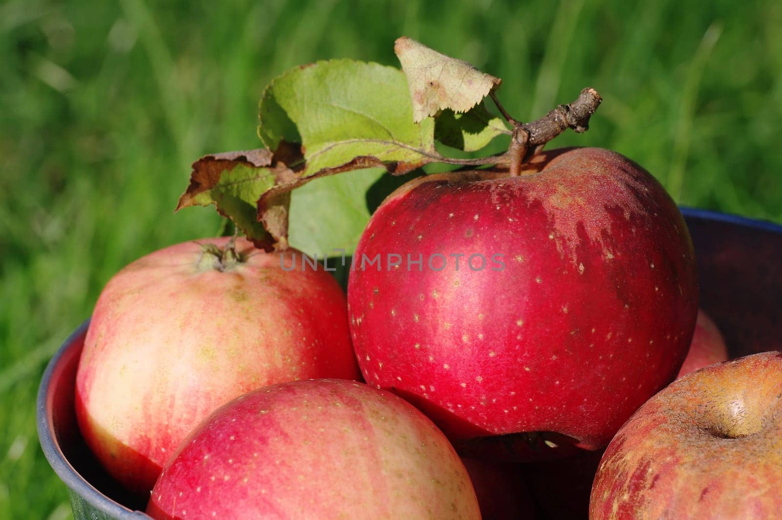 Apples in a bucket