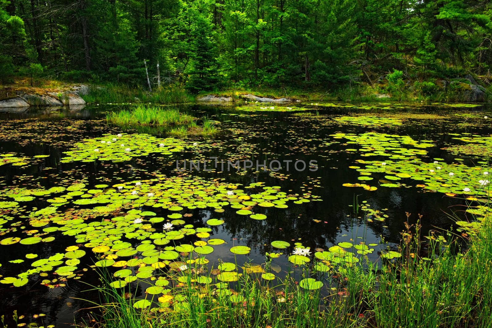 Lily pads on lake