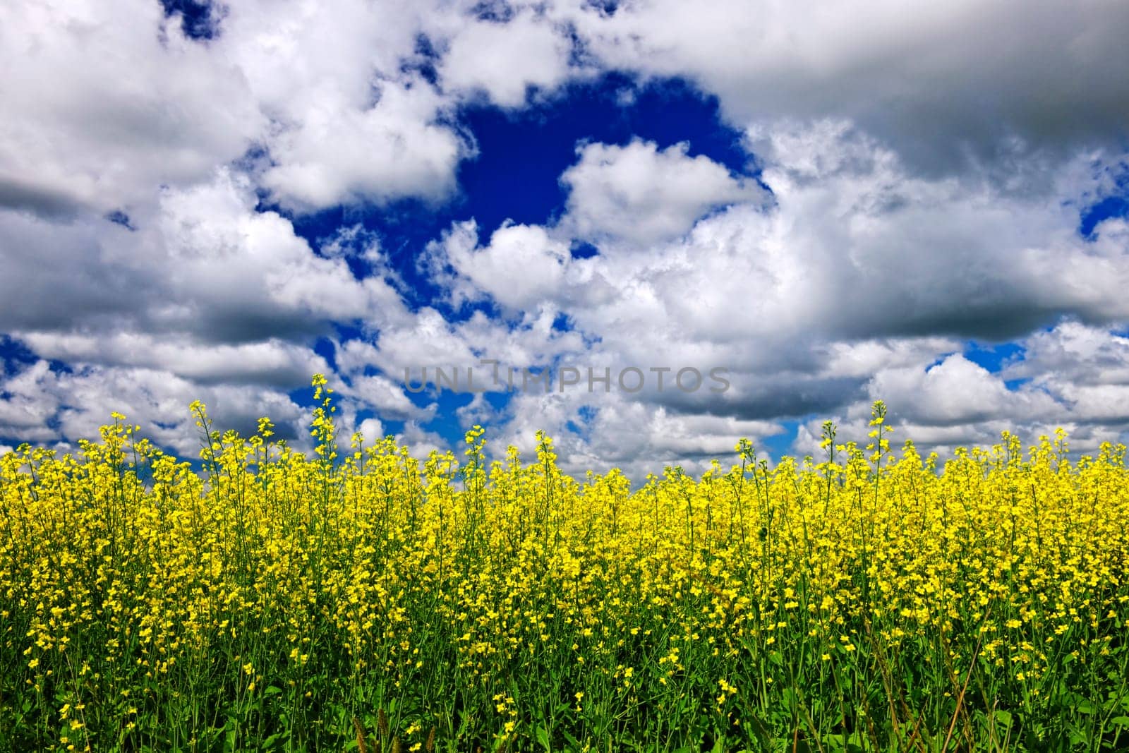 Canola field