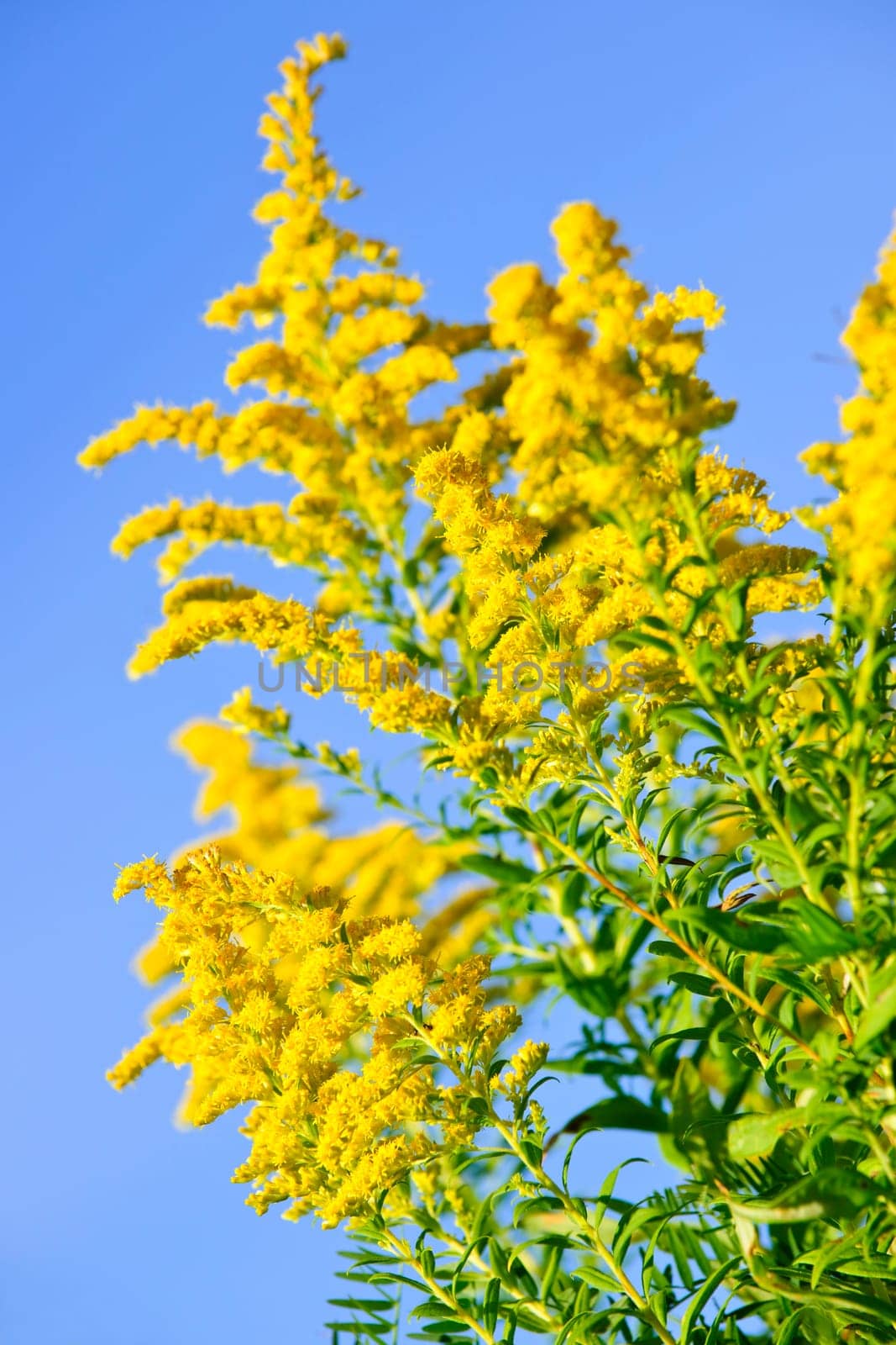 Goldenrod plant