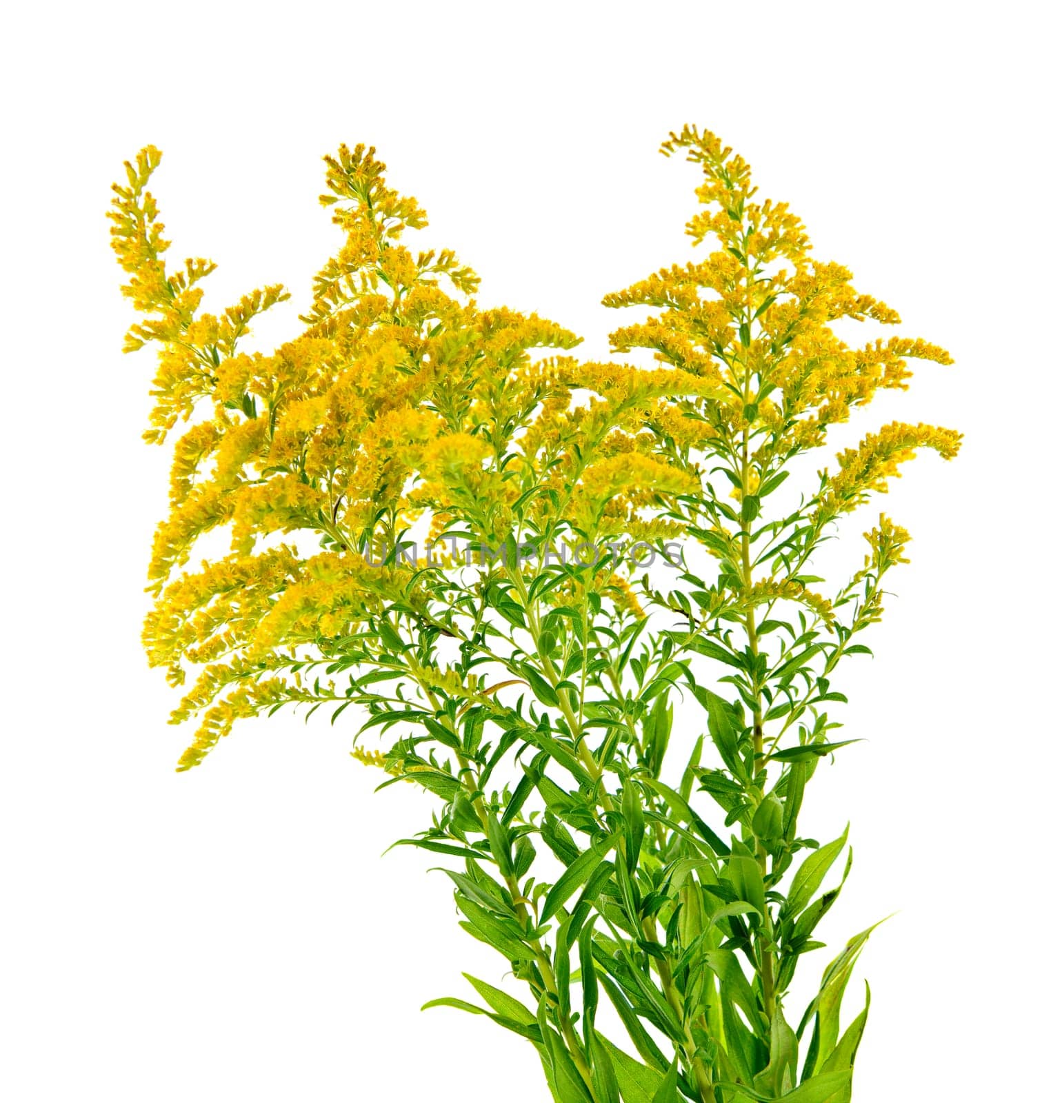 Goldenrod plant