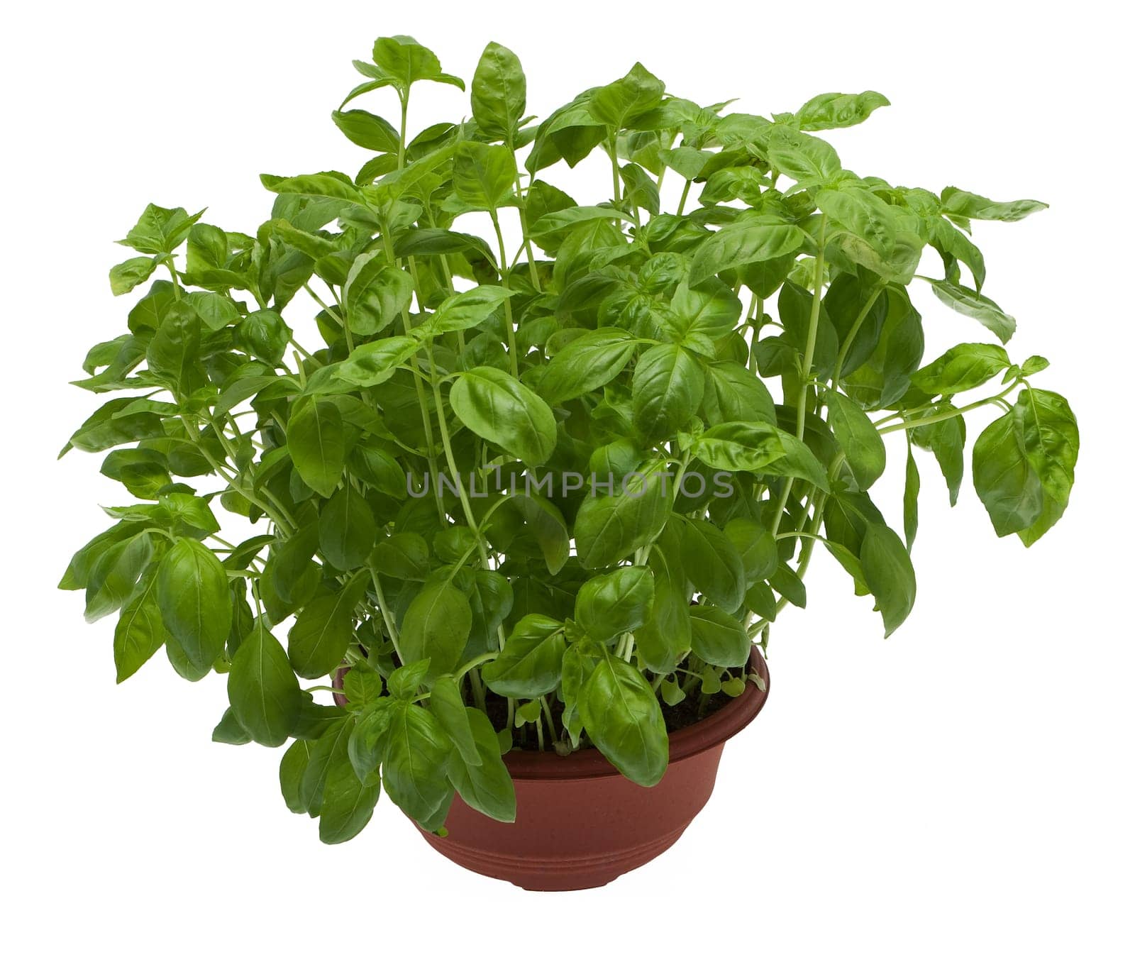 Basil
