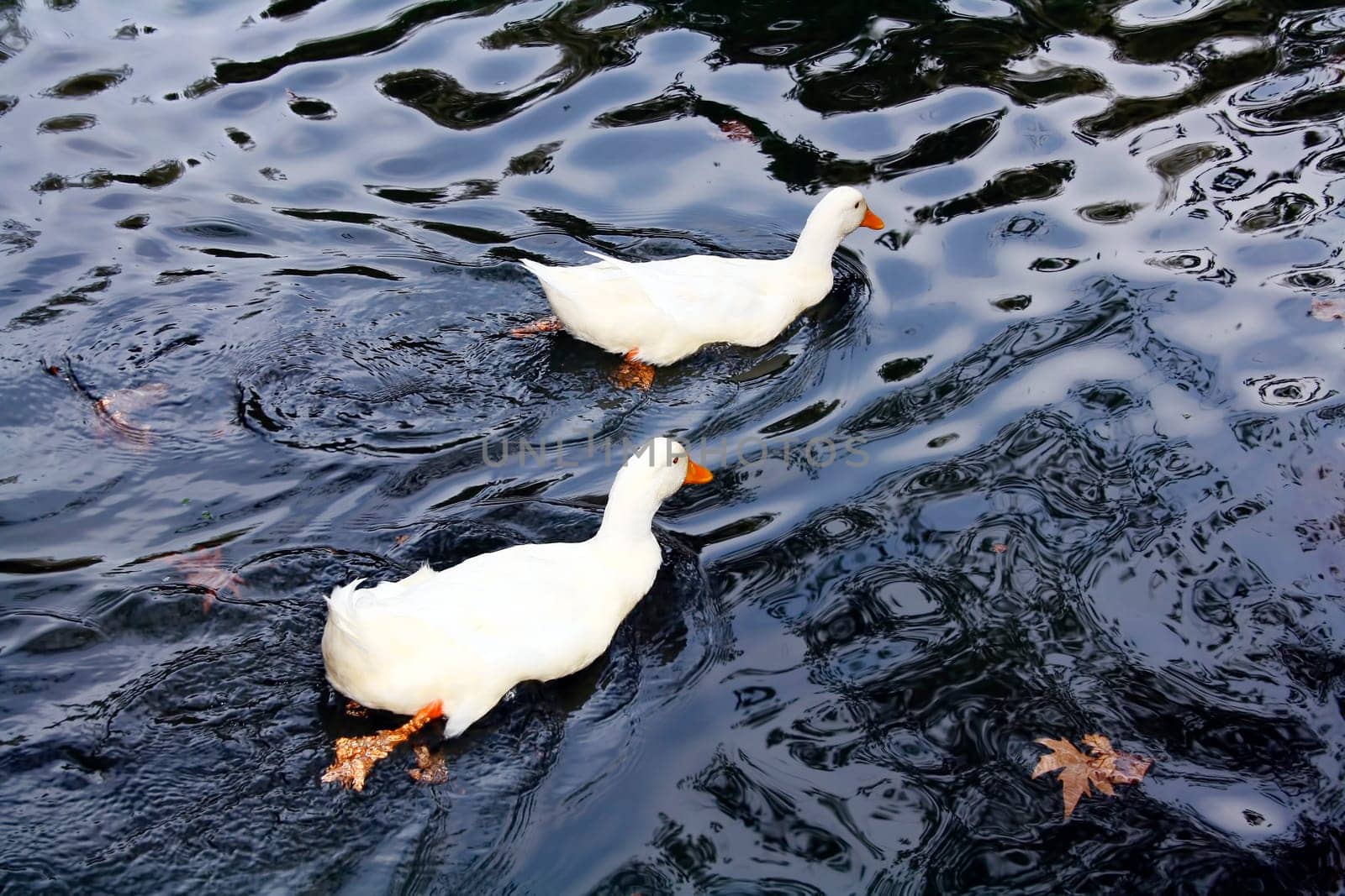 Two white ducks