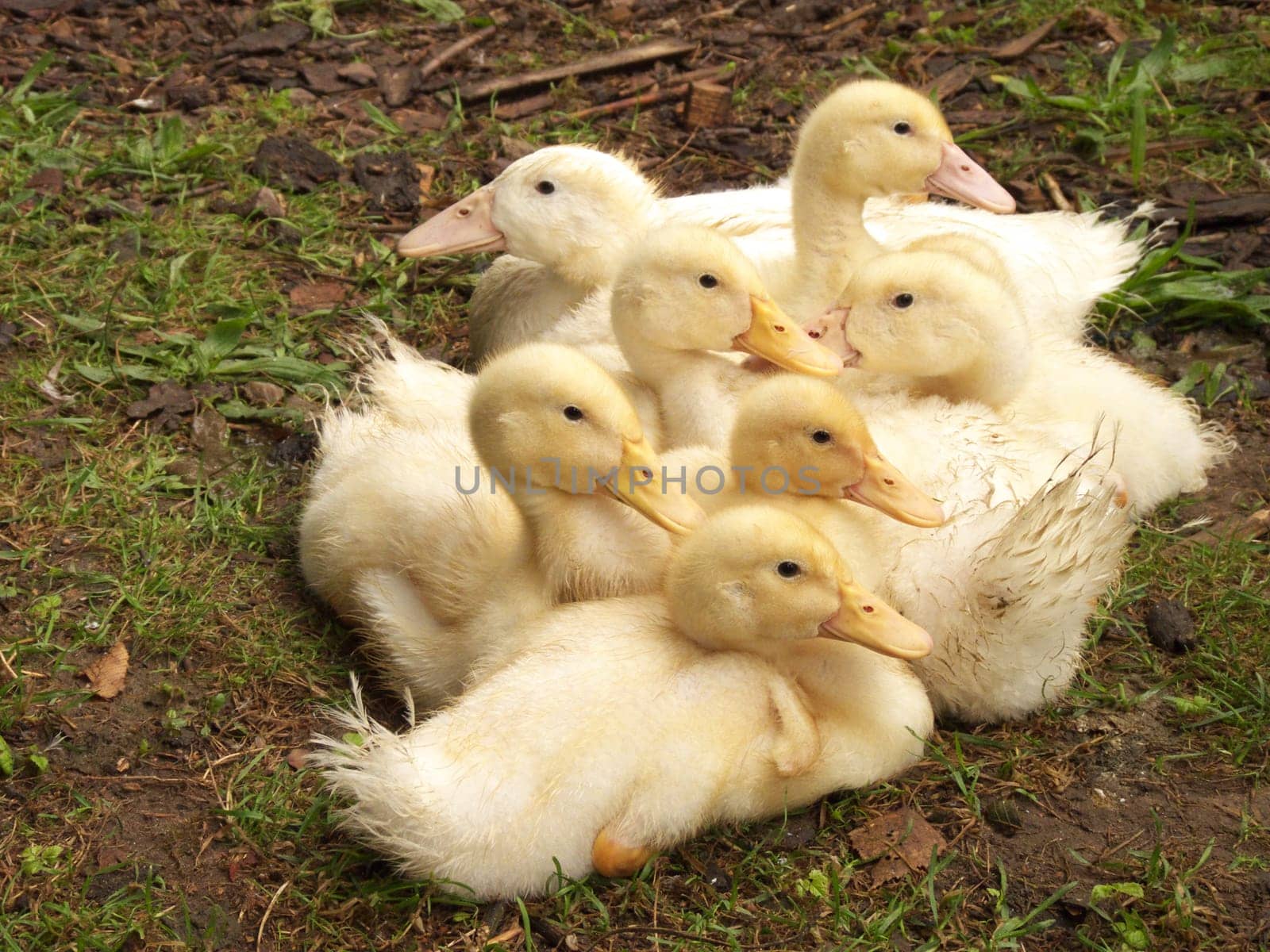 Duck chicks in a group