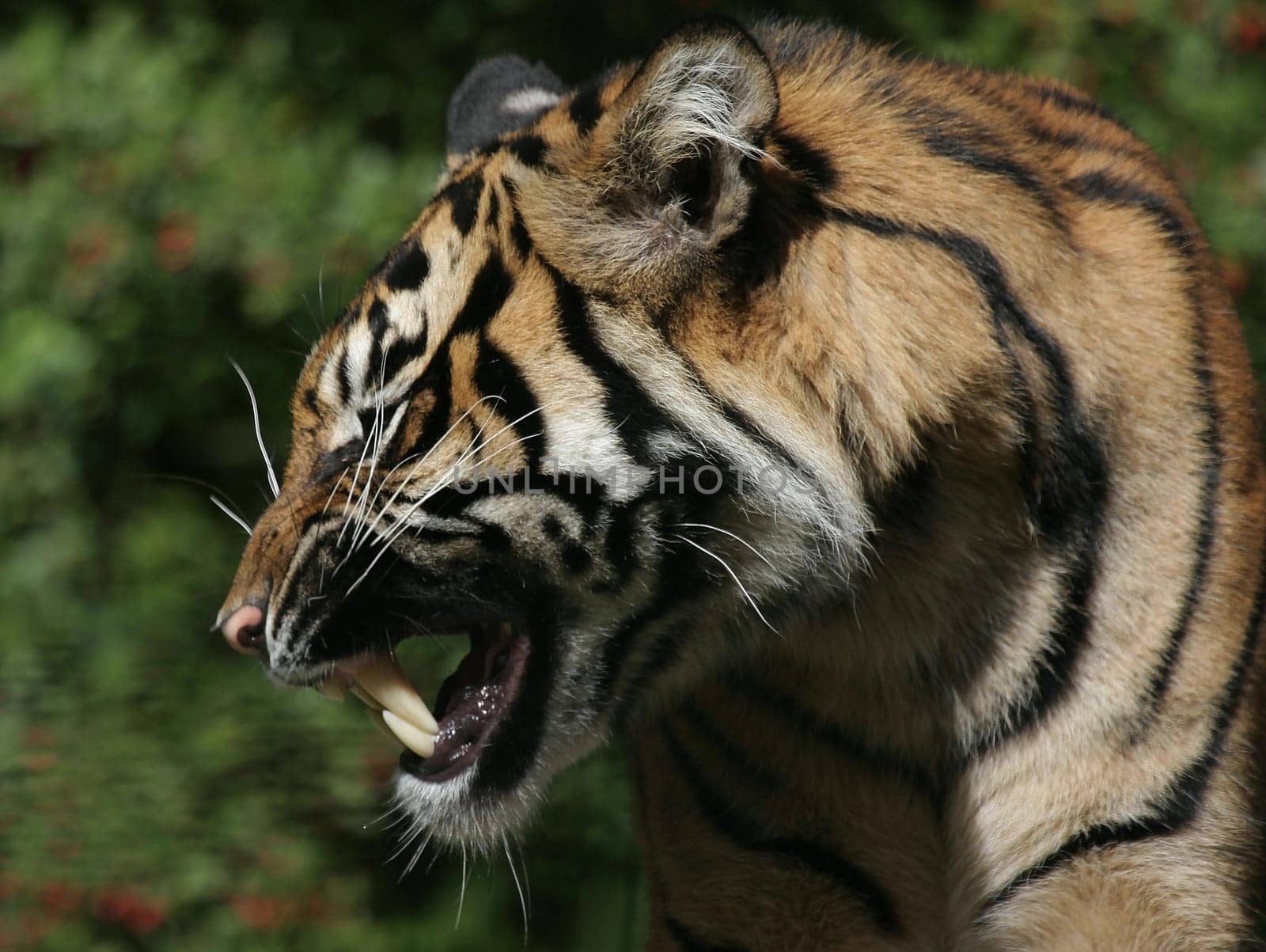 Showing teeth