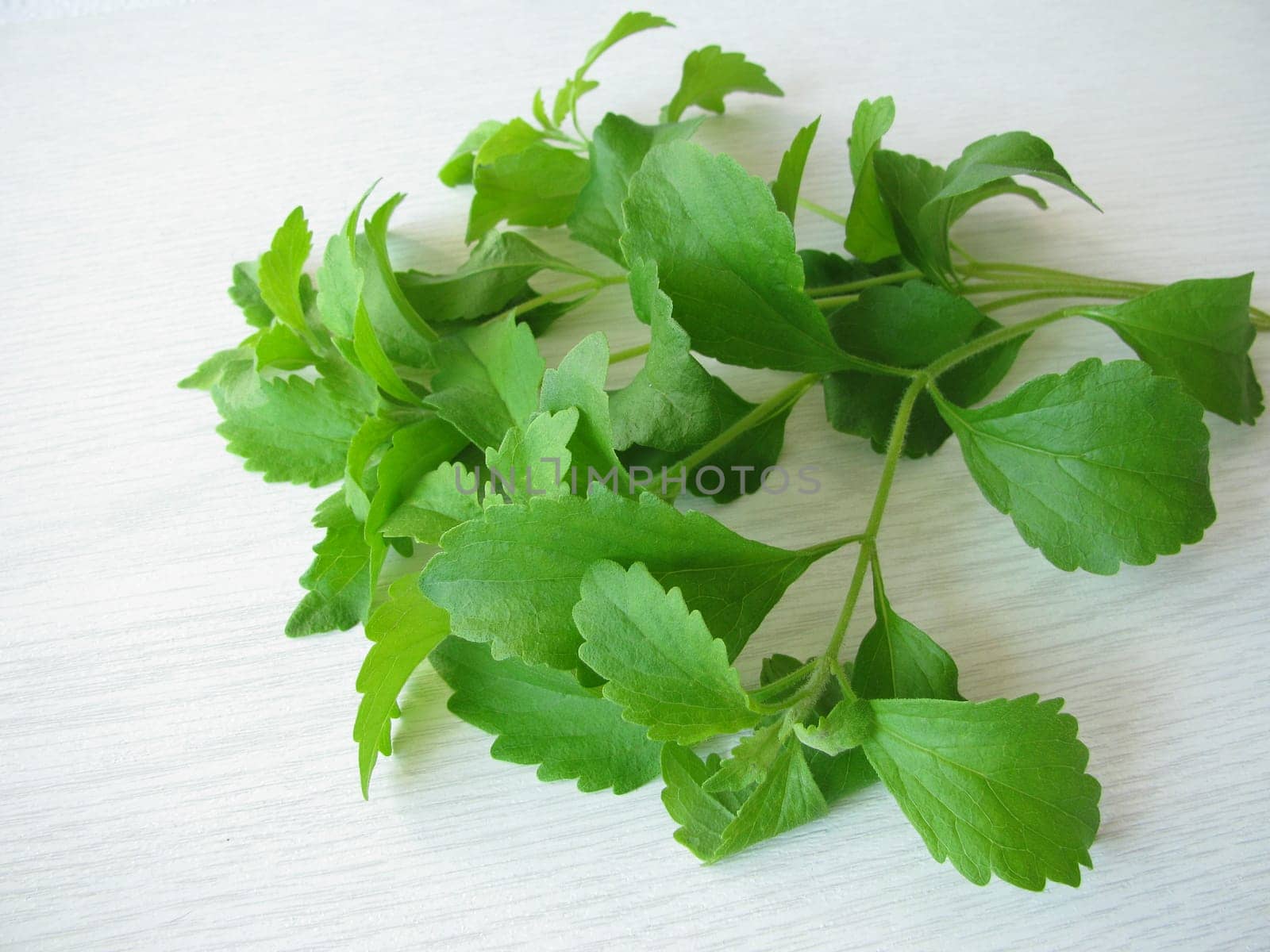 A bunch of stevia