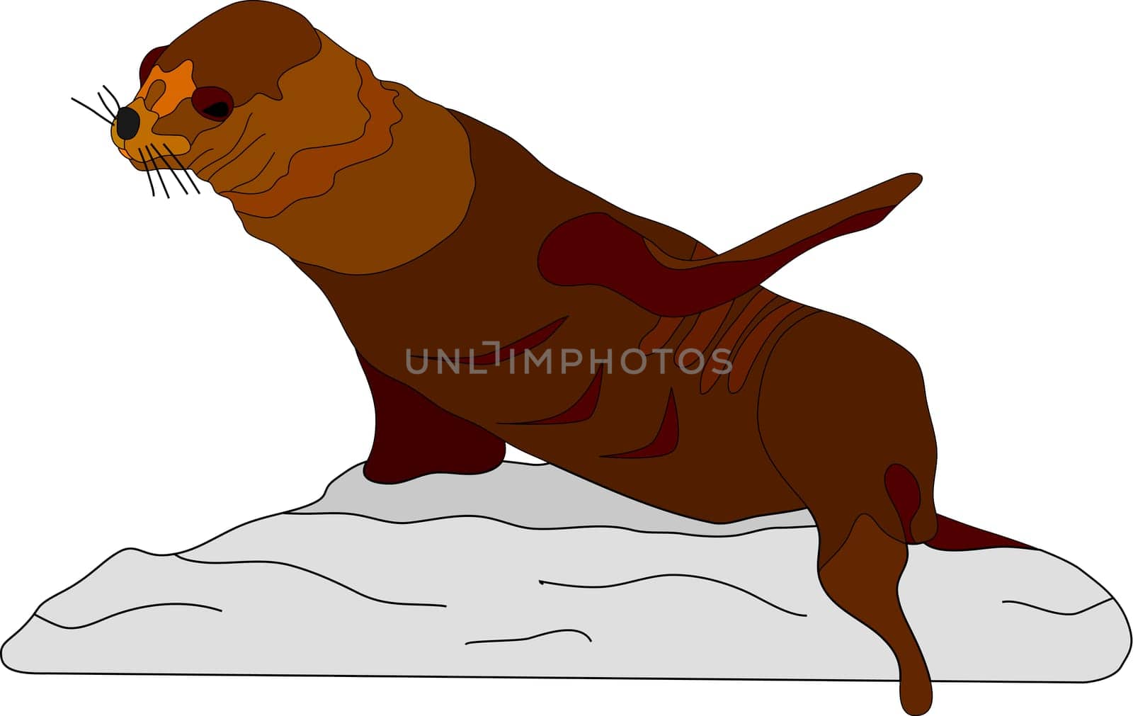 Sea Lion