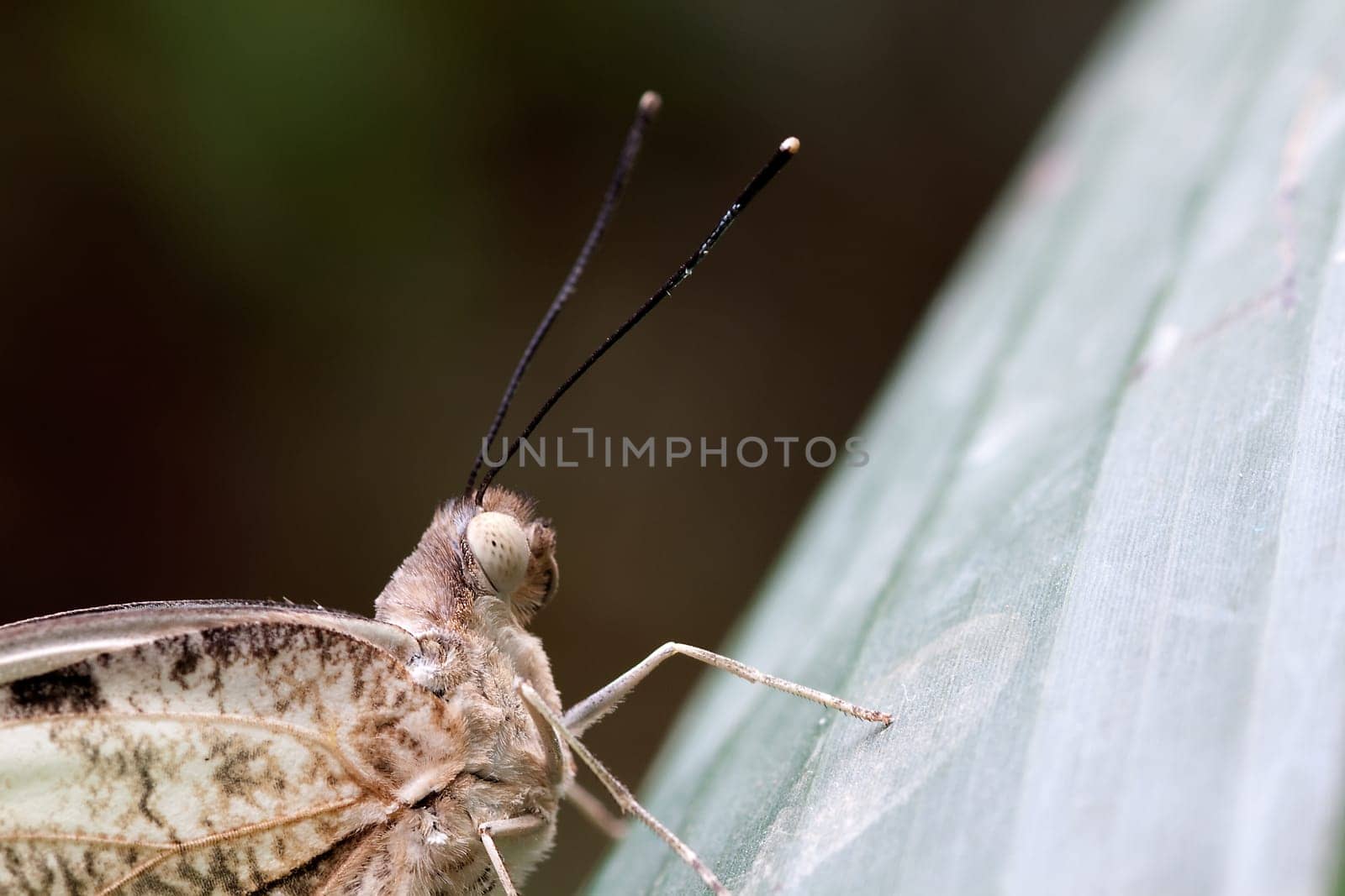 Hebomoia glaucippe