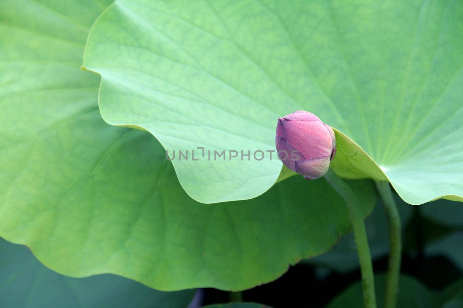 lotus flower blossom