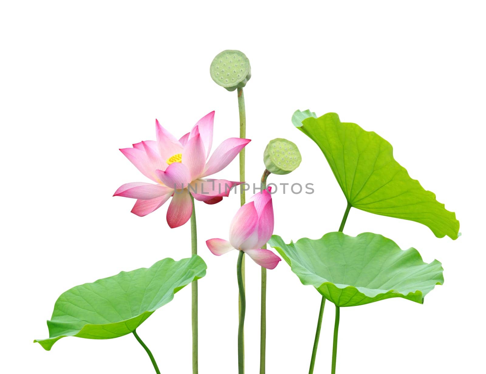 Lotus flower isolate on white background