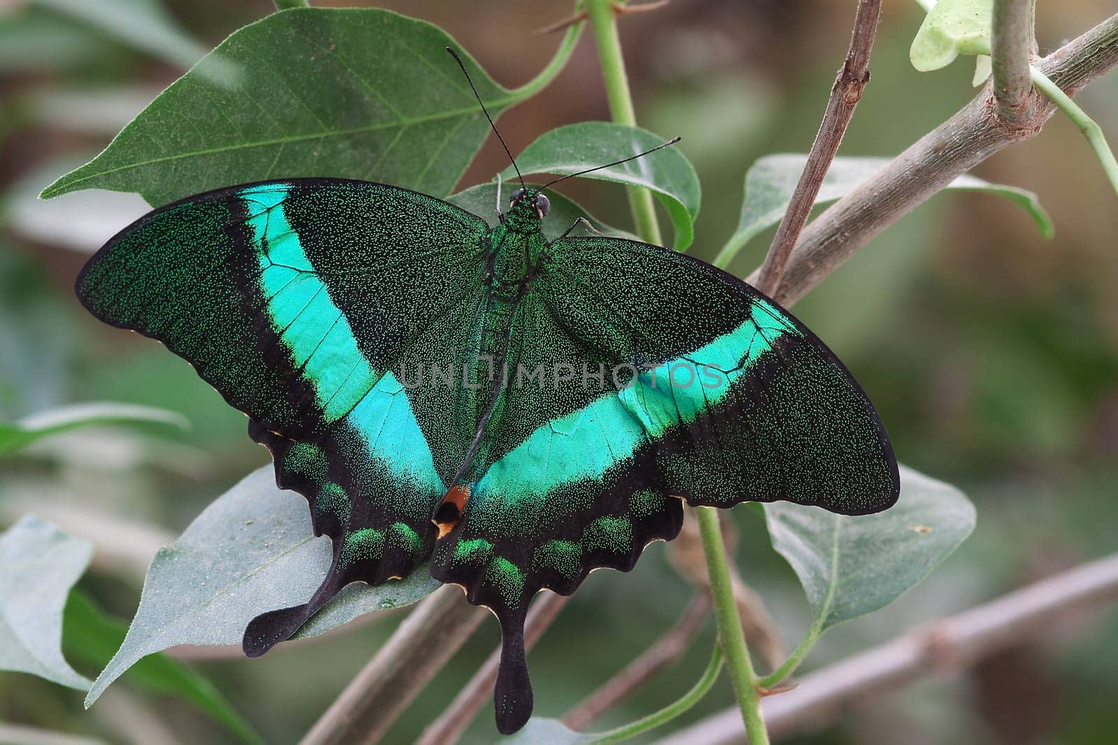 Papilio palinurus