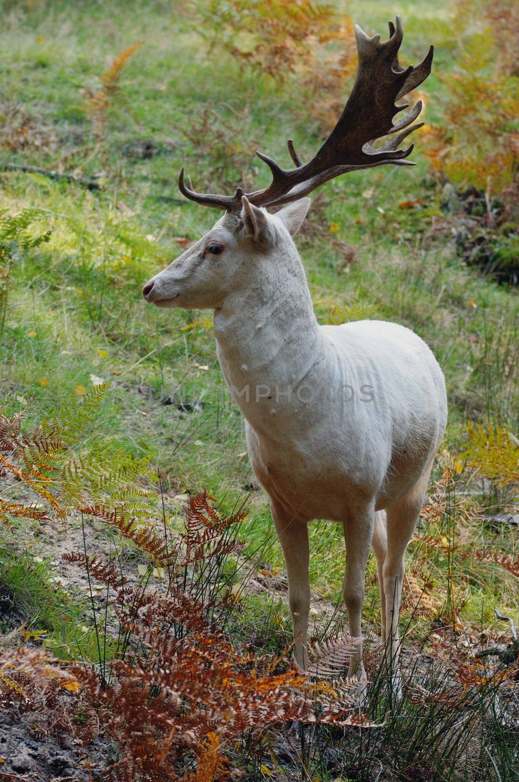 fallow deer