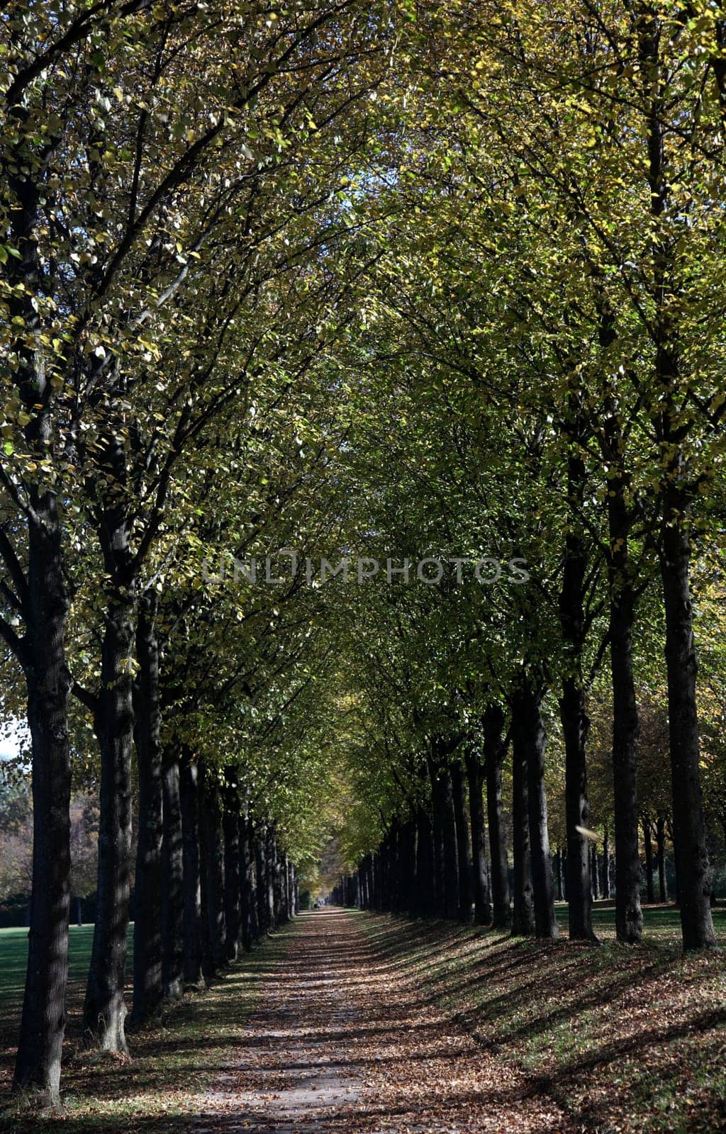 autumnal avenue