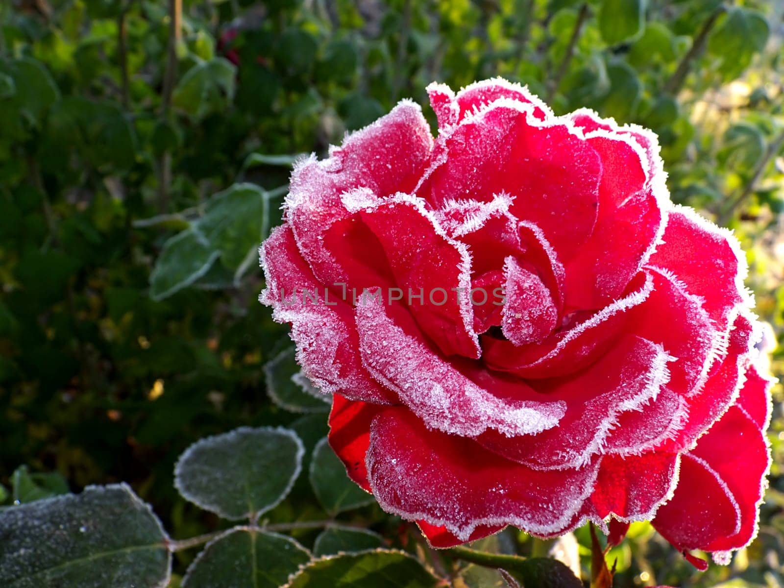 In the morning in Mecklenburg-Western Pomerania,amazing the roses in full bloom in the morning frost