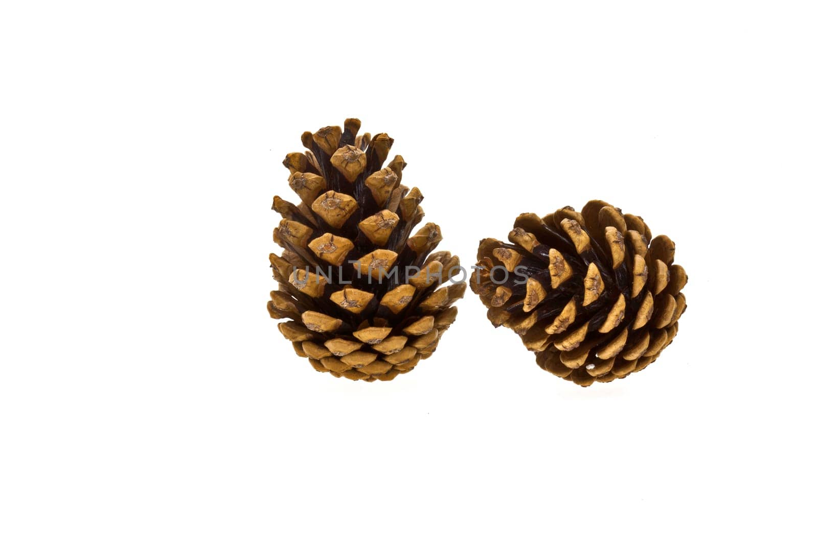 Pinecone