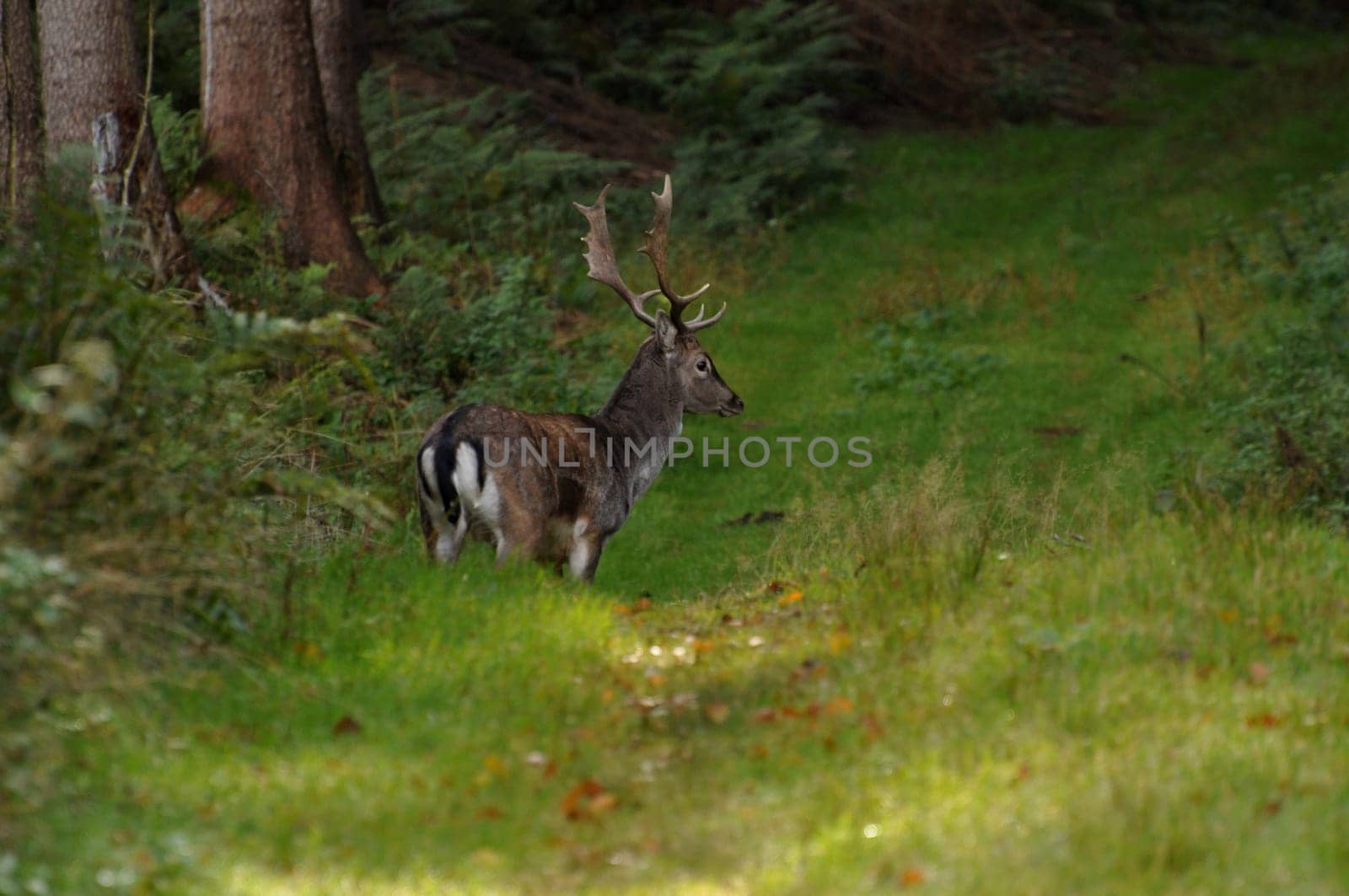 Fallow deer on a forest path