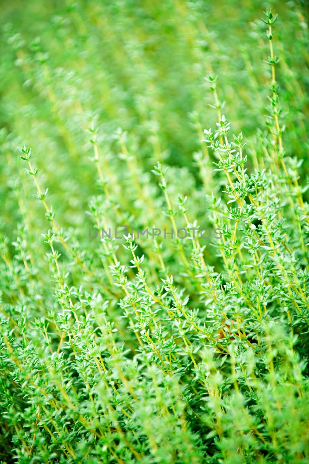 Thyme plants