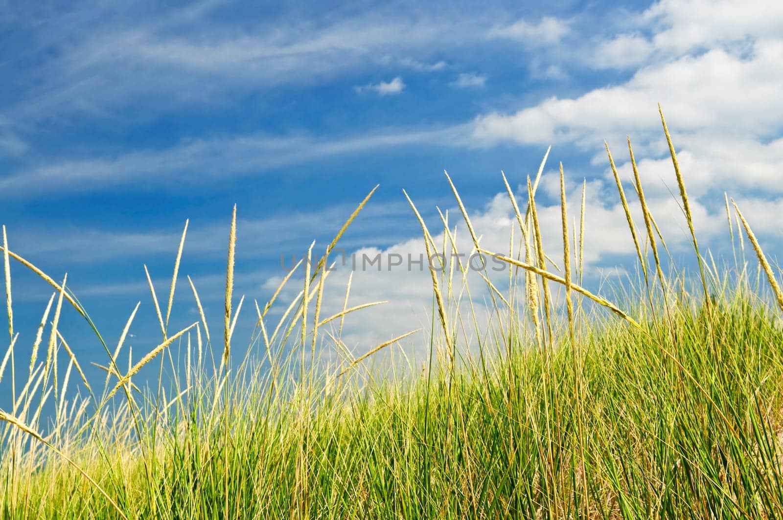 Tall grass on sand dunes