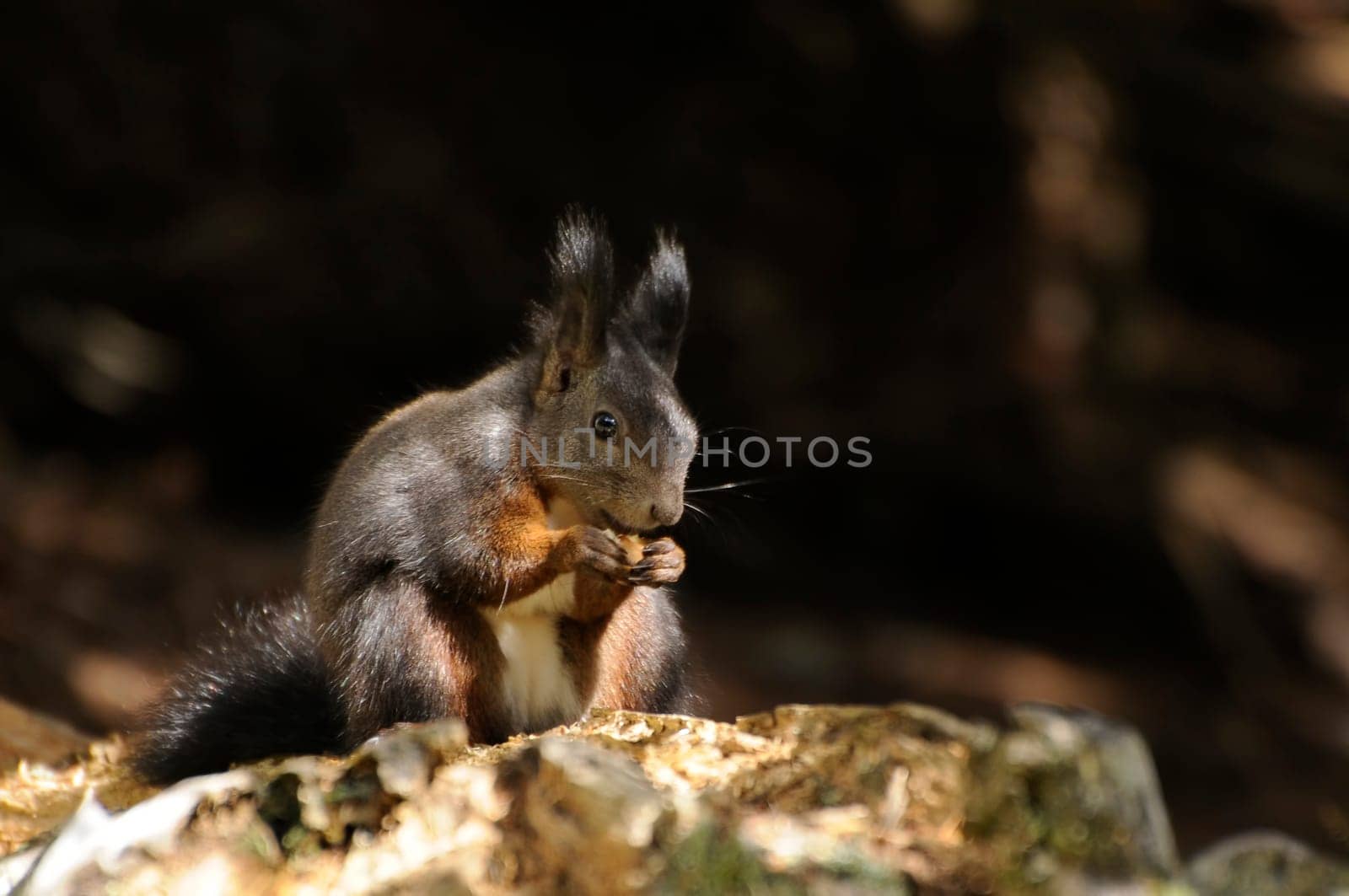 Forest Squirrel