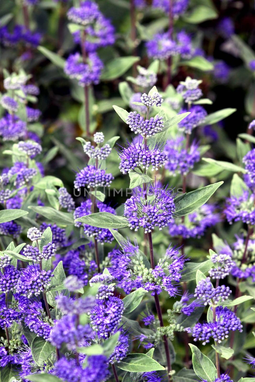 Beard flowers show their blue flowers in late summer: the blue flower clusters are a magnet for bees and bumblebees.