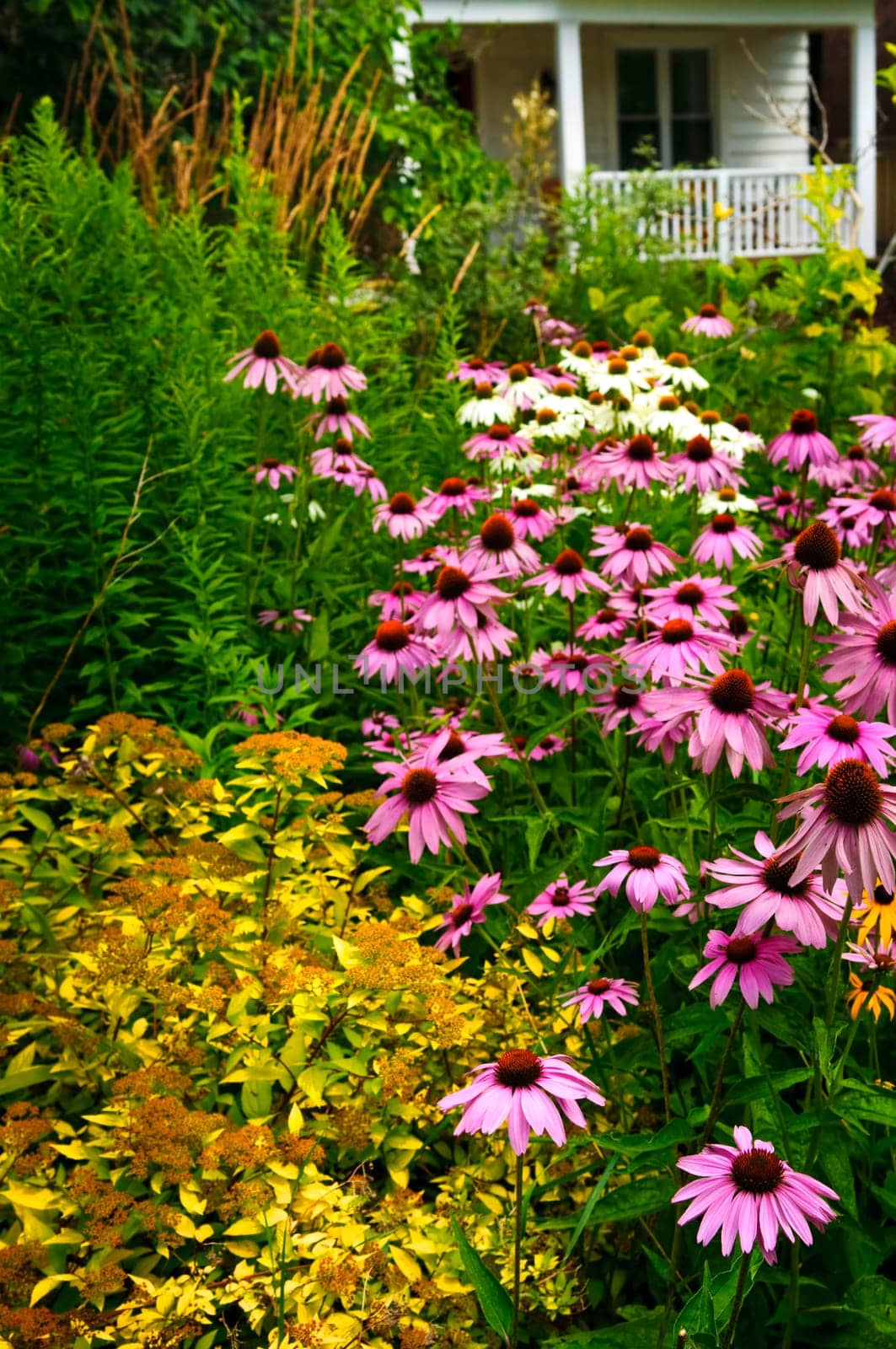 Residential garden landscaping