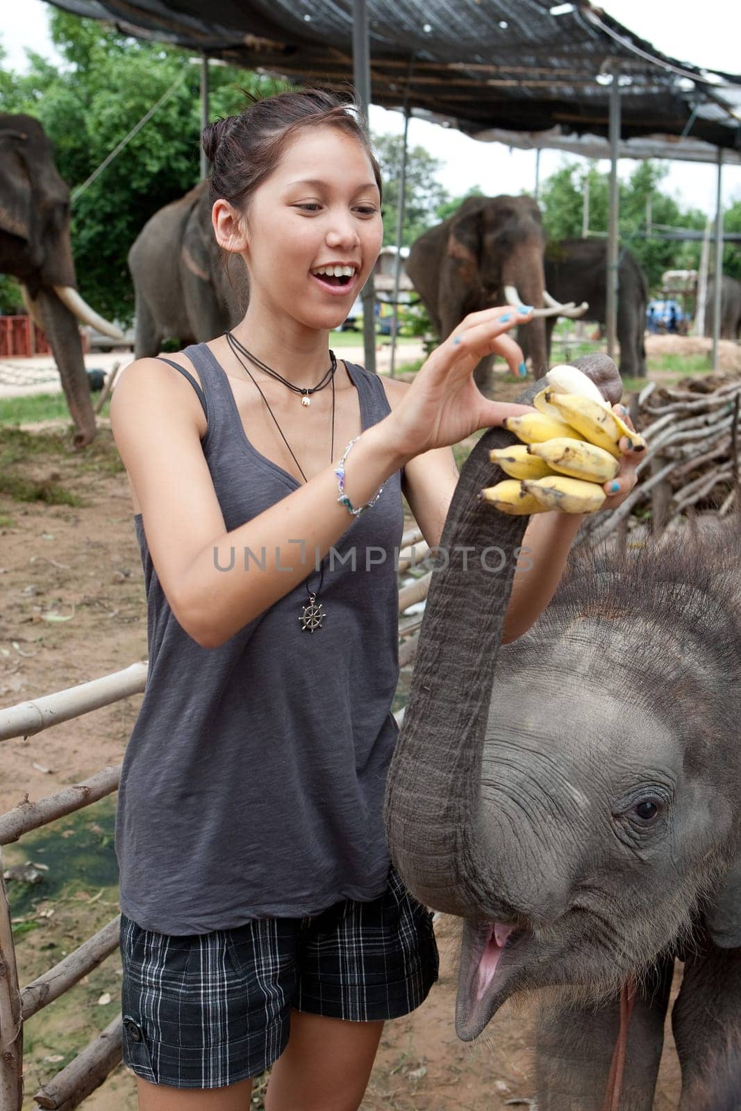 Girl feeding elephant