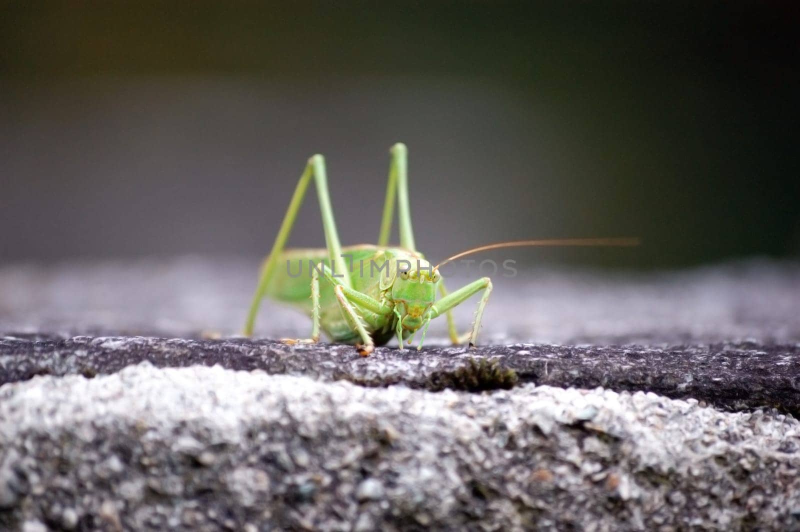 grasshopper