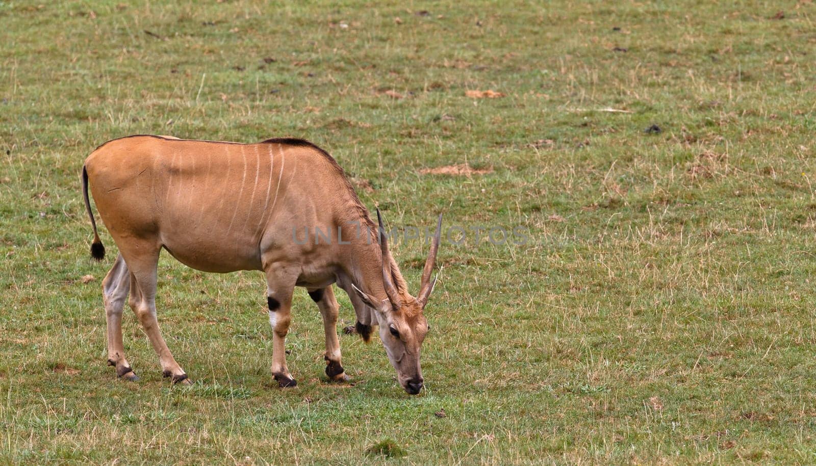 Eland, taurotragus oryx