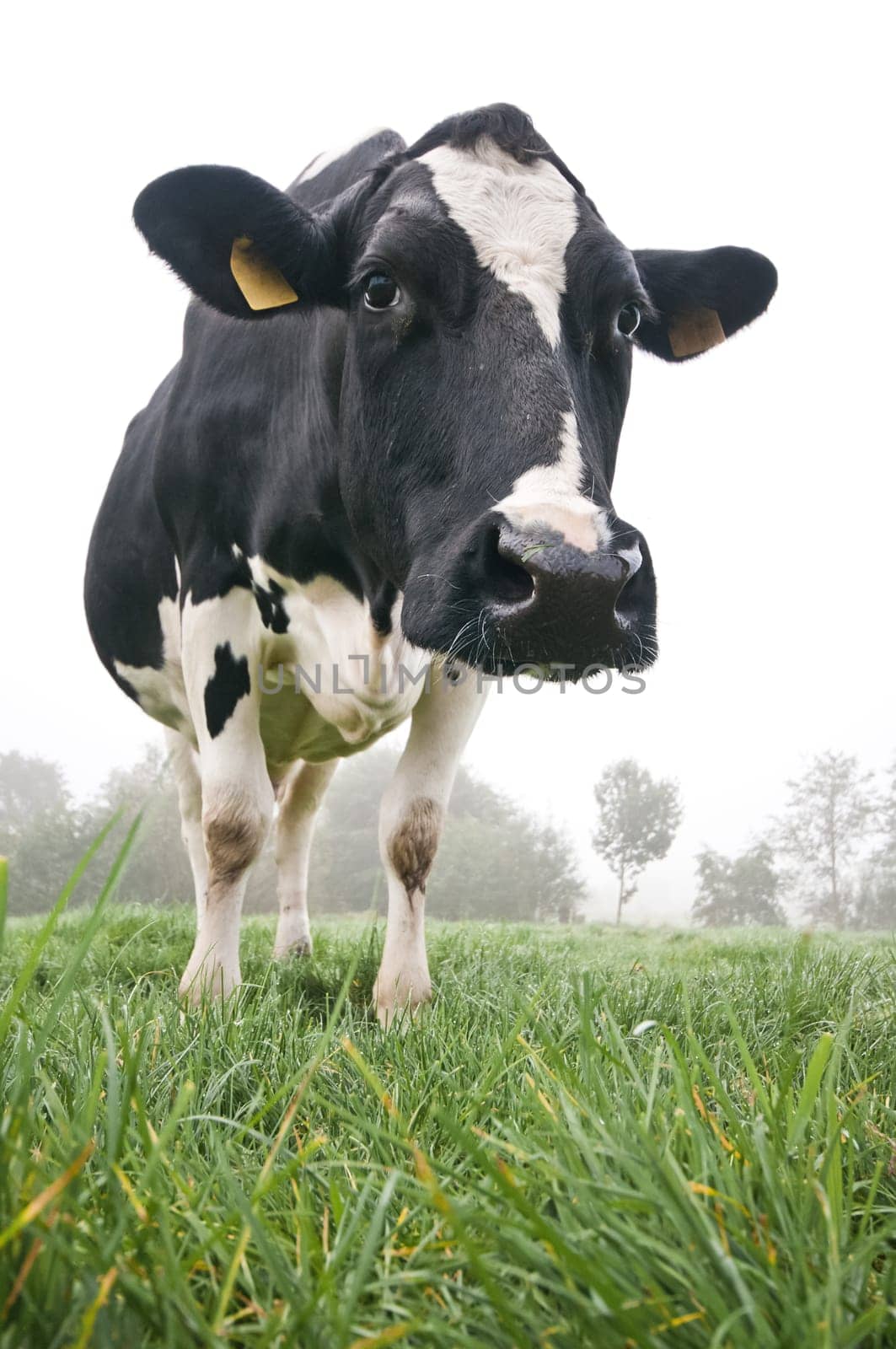 Cow in the meadow