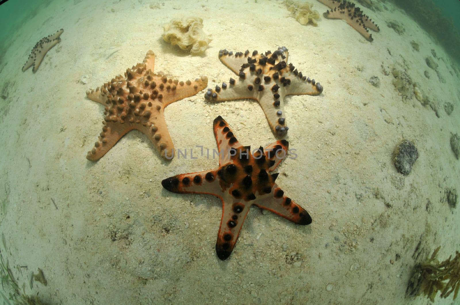 Starfish