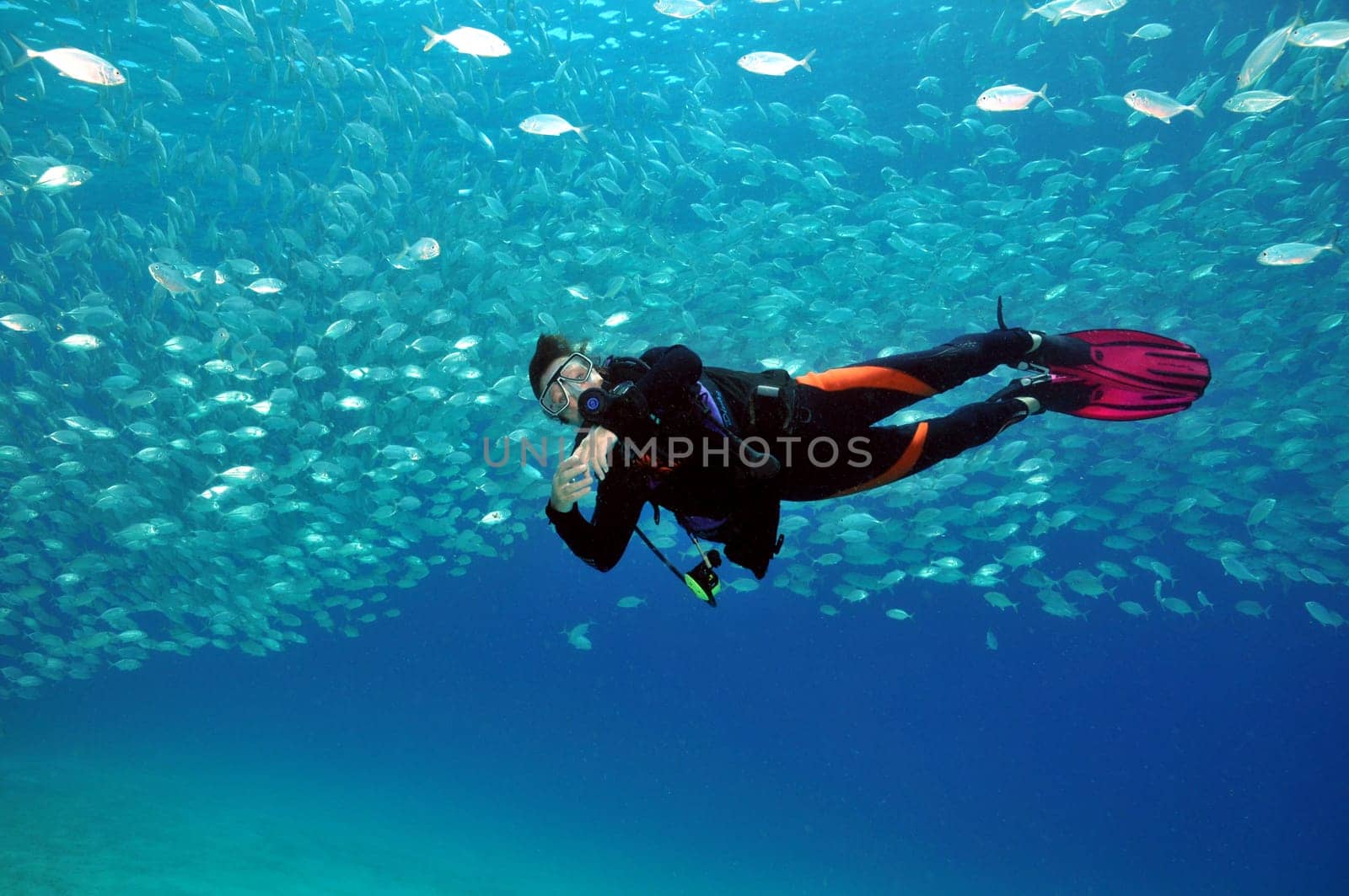 Female diver in front of a school of jackfish
