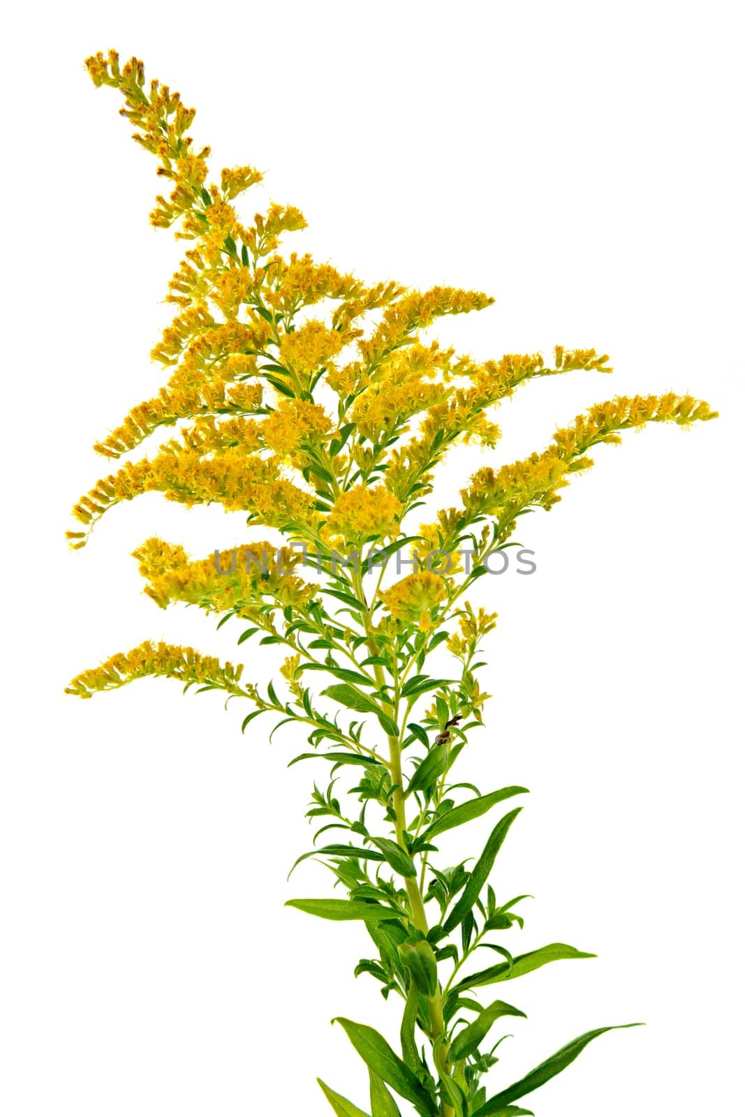 Goldenrod plant
