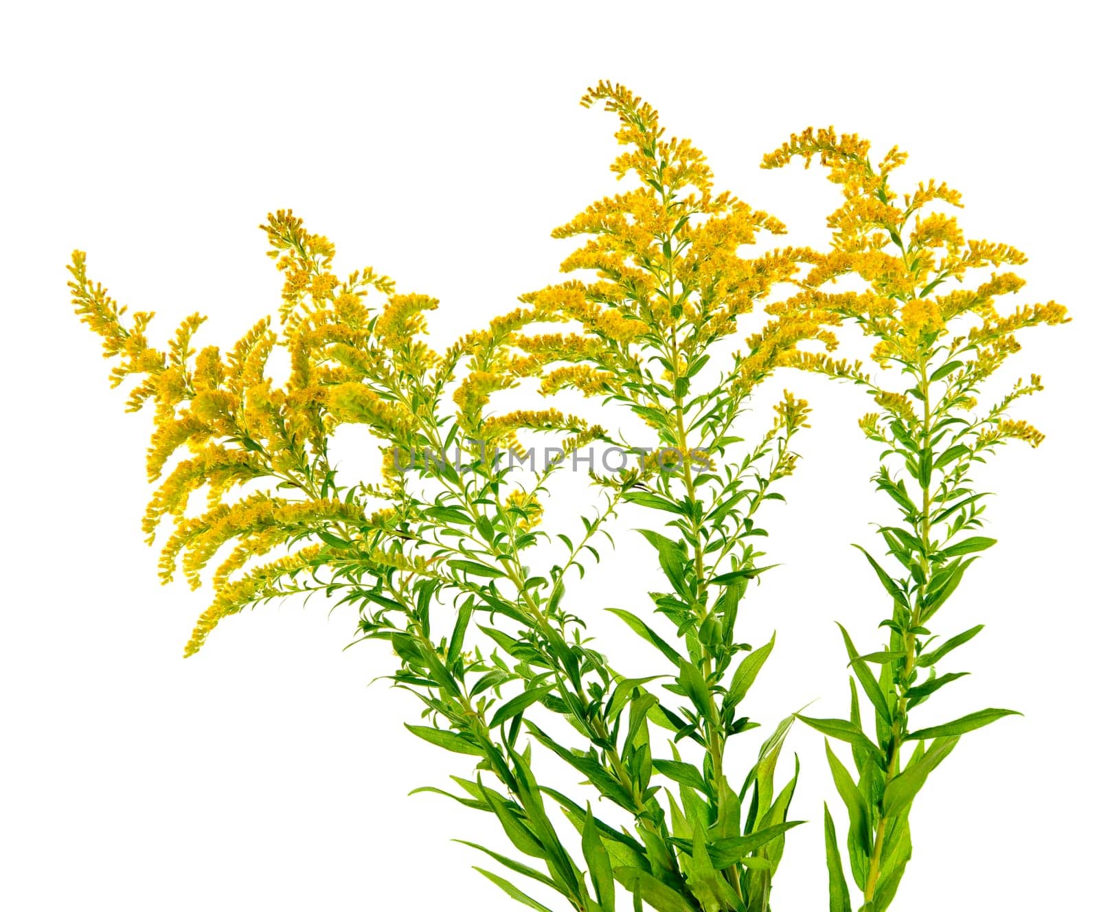 Goldenrod plant