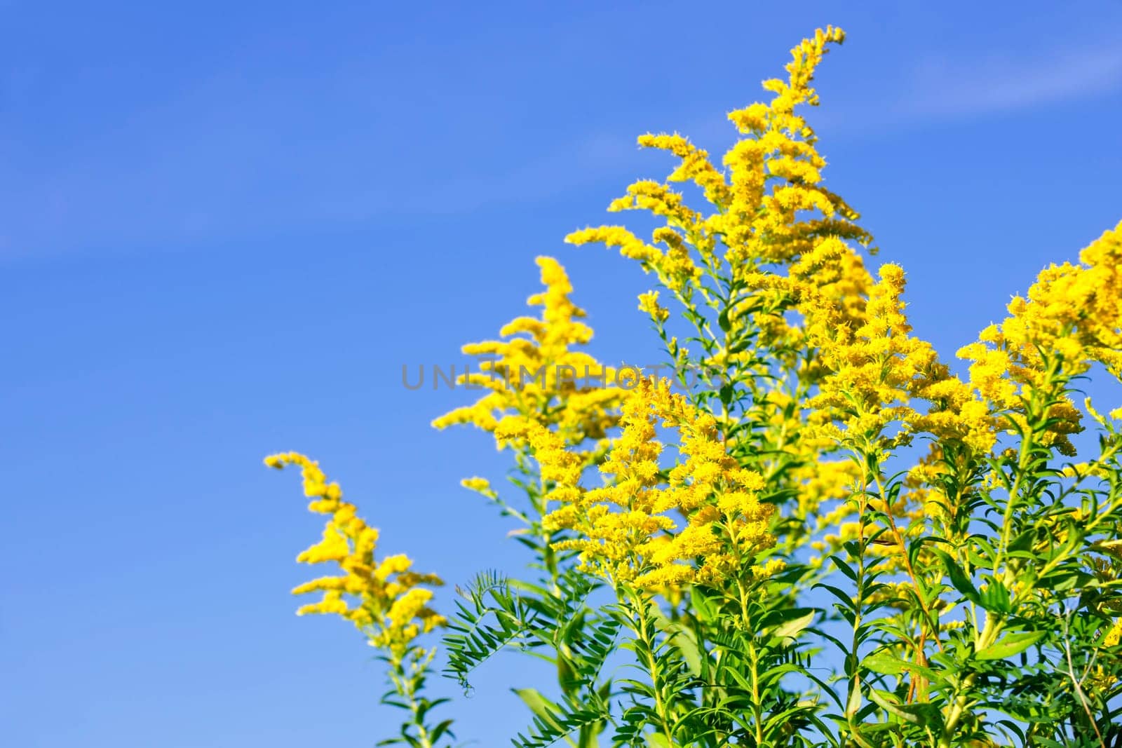 Goldenrod plant