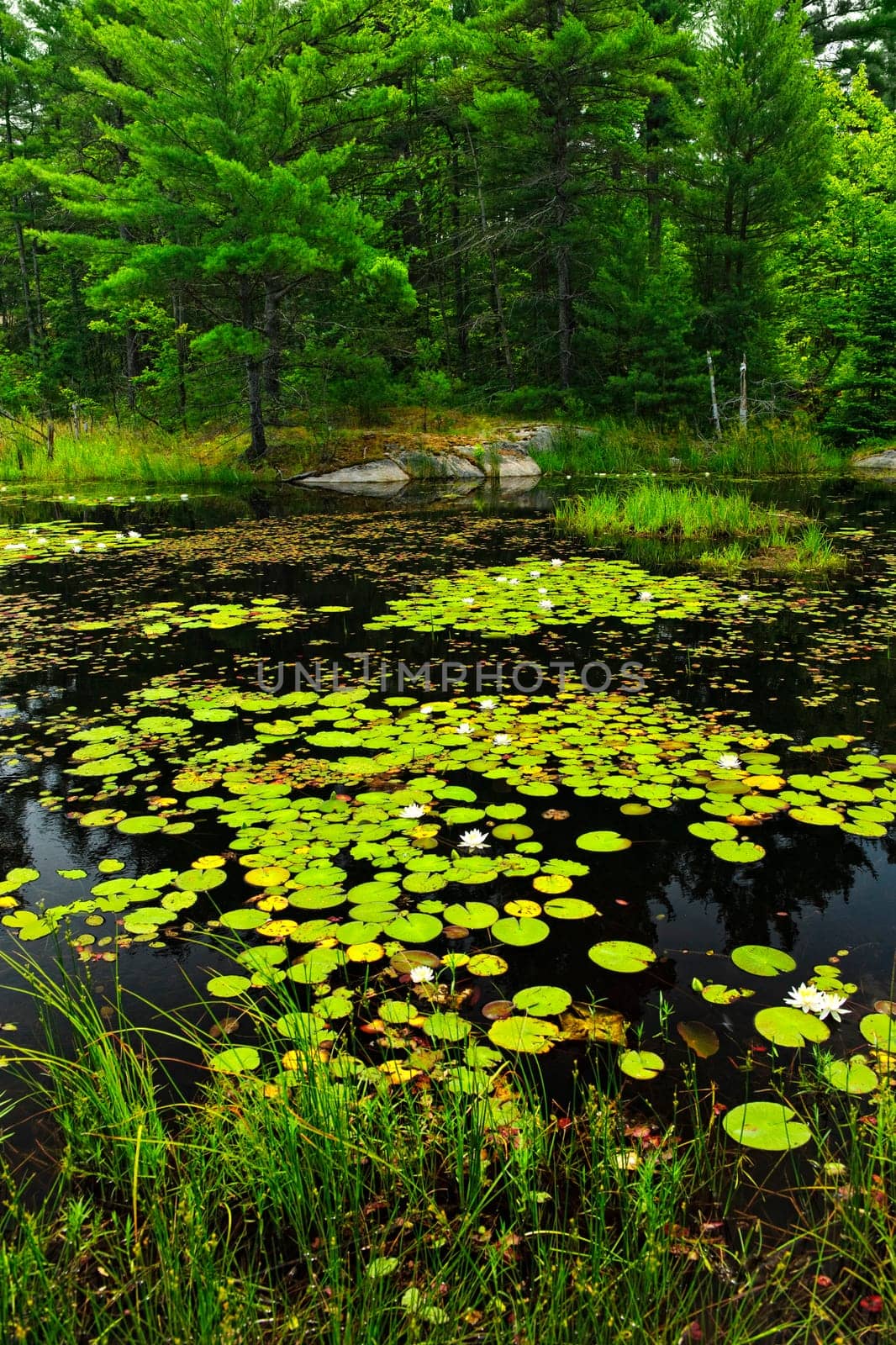 Lily pads on lake