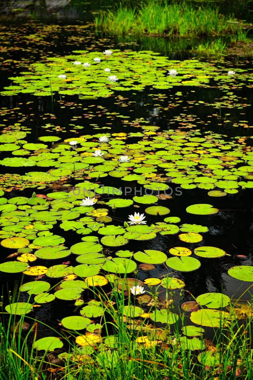 Lily pads on lake