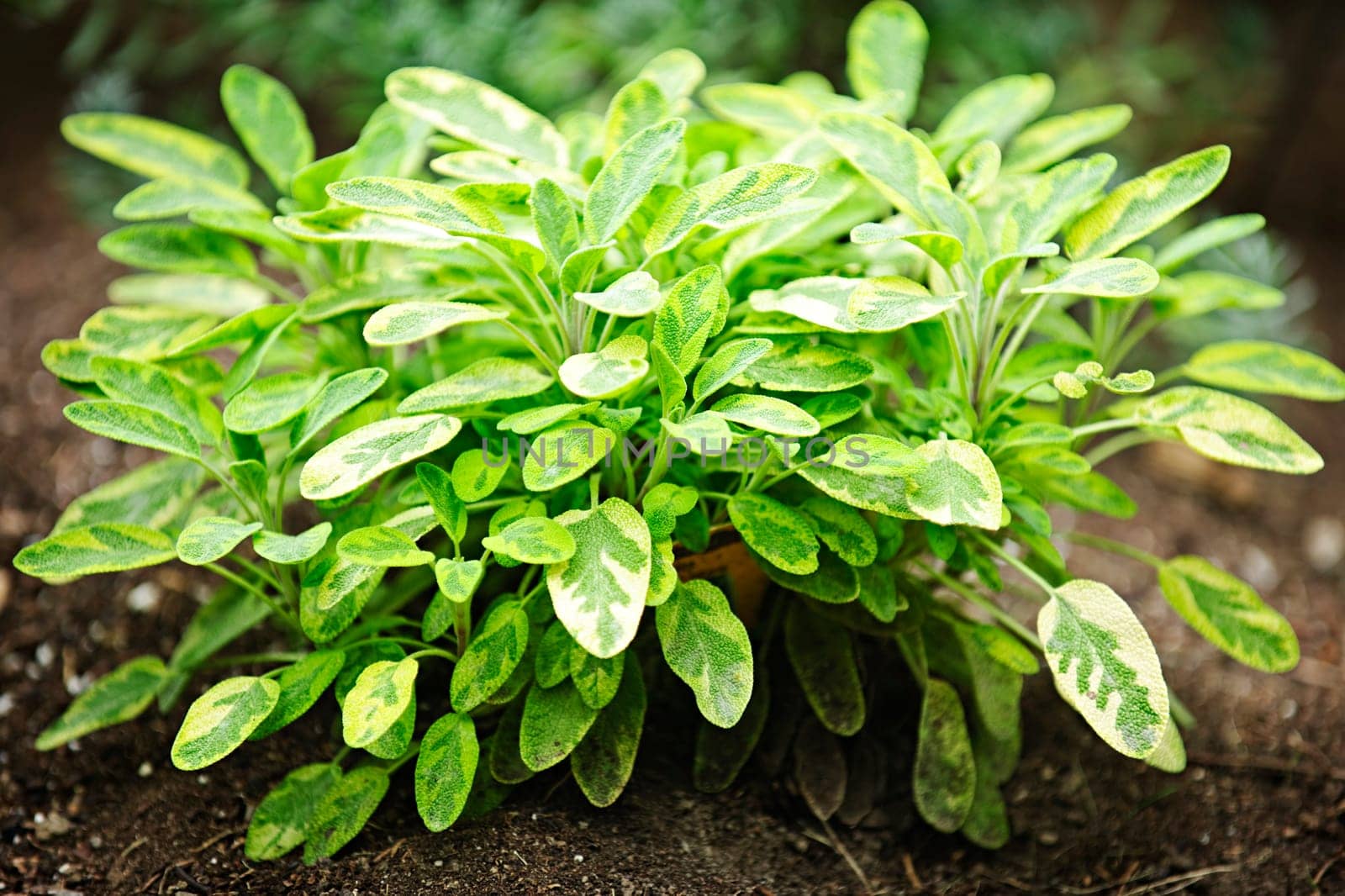 Sage plant